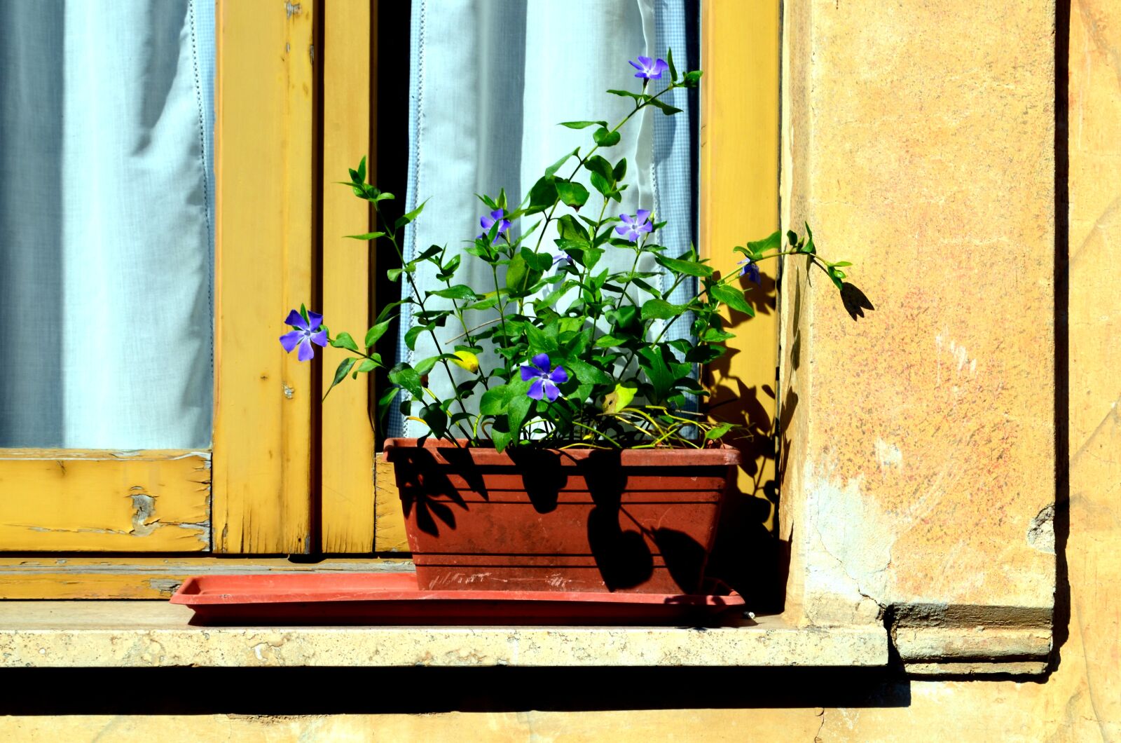 Nikon D5100 sample photo. Periwinkle, flowers, window photography