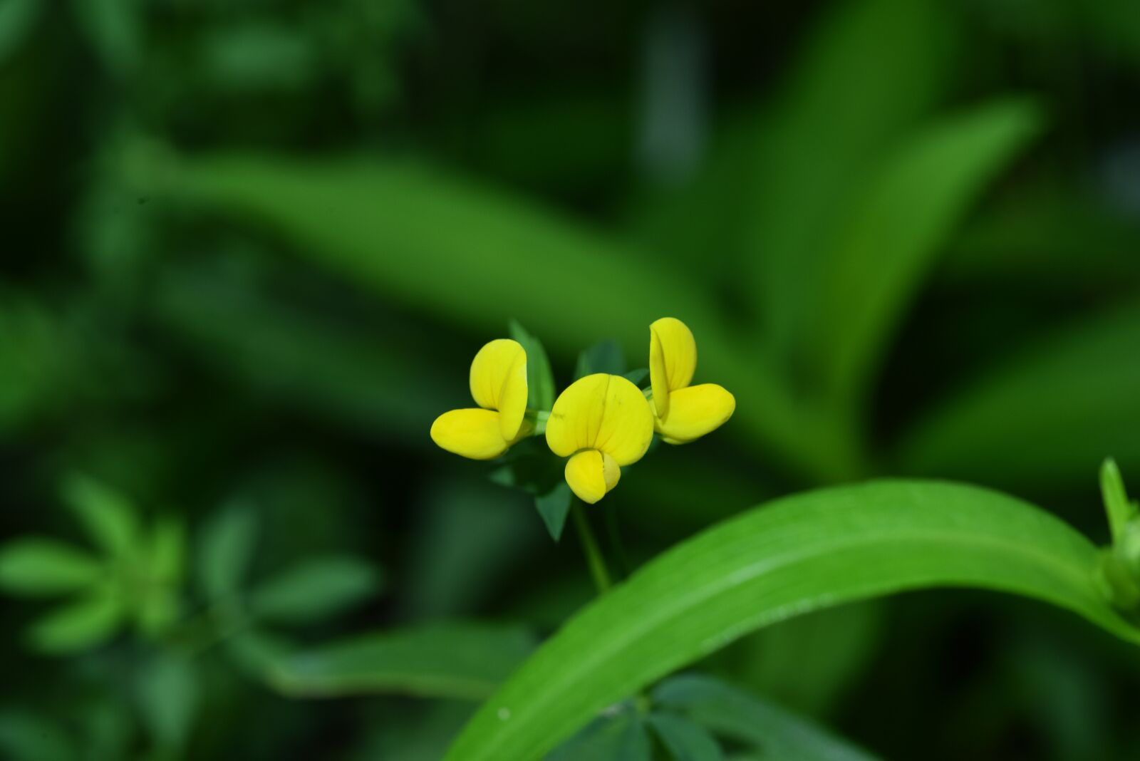 Nikon D810 sample photo. Bee yellow flower, asian photography