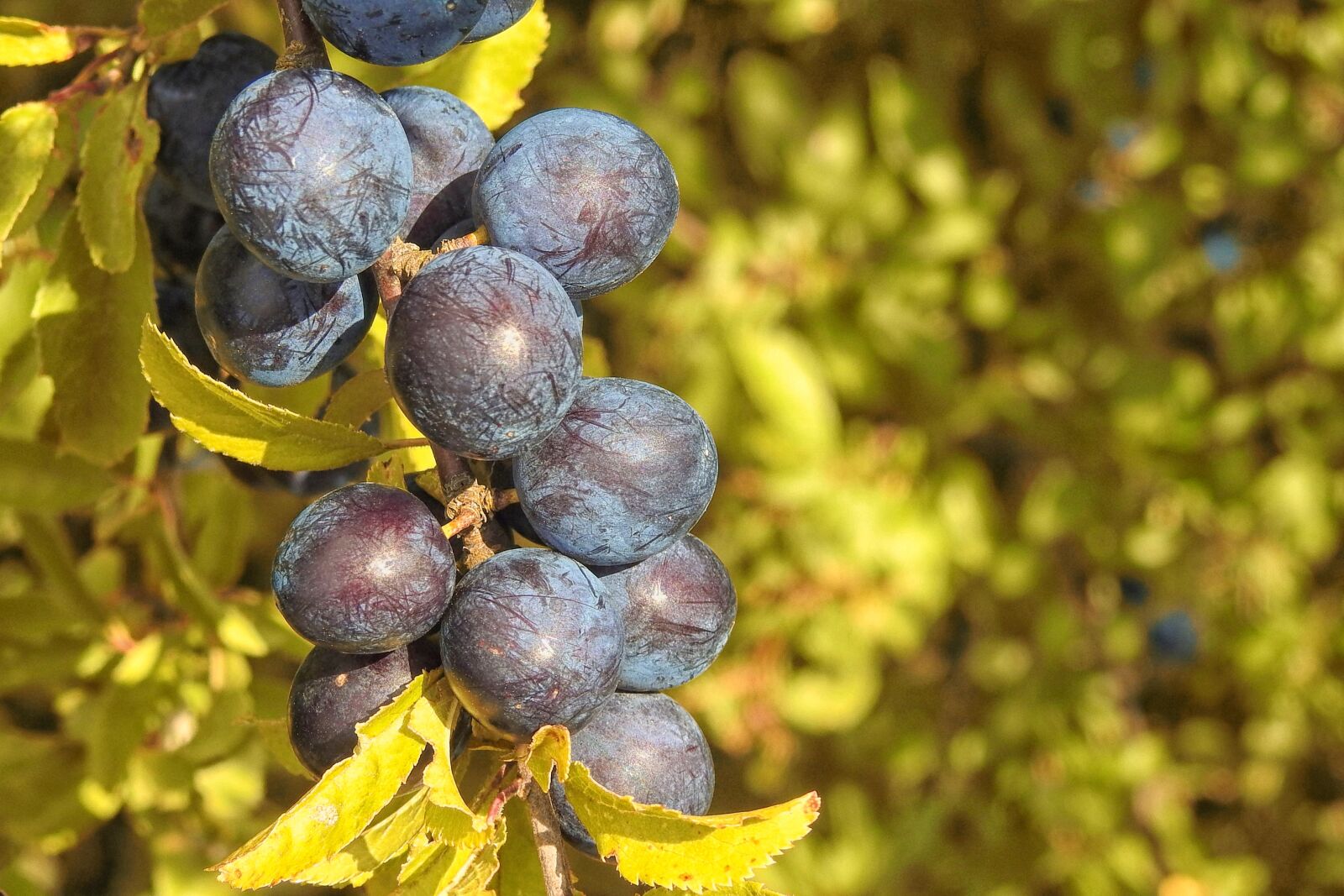 Nikon Coolpix P900 sample photo. Berries, black, black berries photography