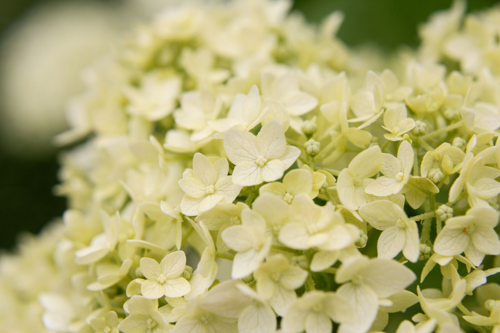 Canon EOS 60D sample photo. Hydrangea, summer, bush photography