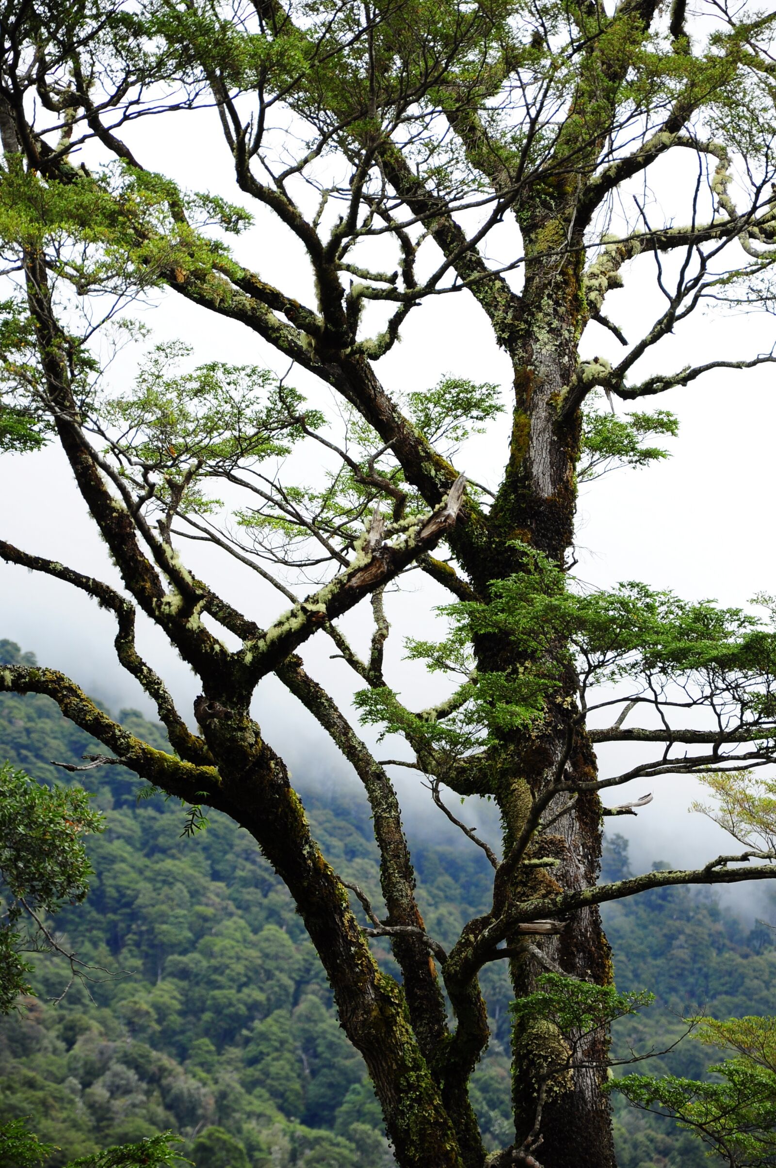 Nikon D90 sample photo. Chile, road, austral photography