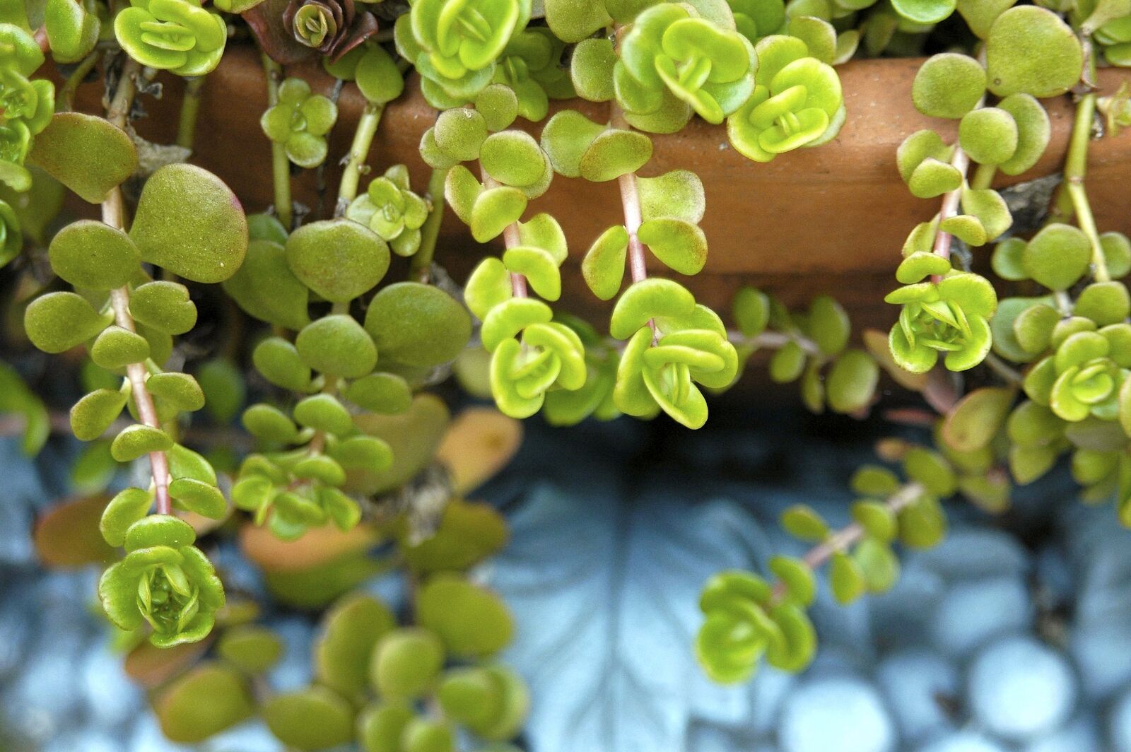 Nikon D70 sample photo. Flora, nature, leaf photography