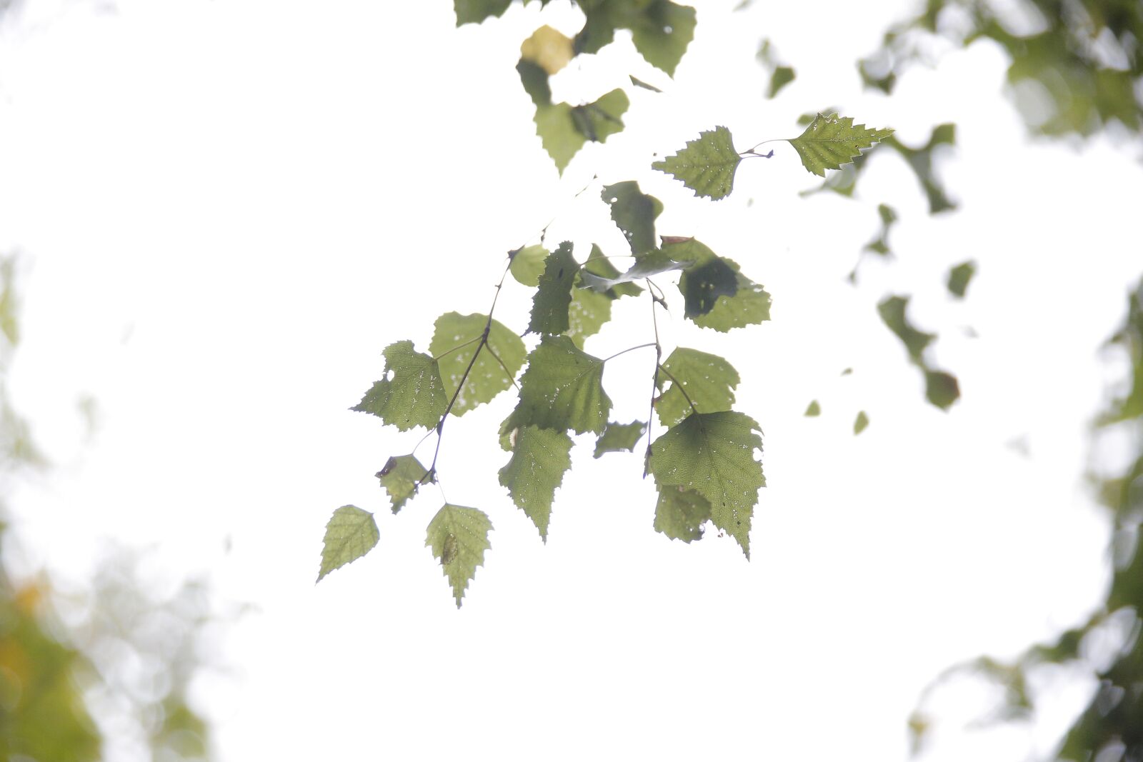 Canon EOS 5D Mark III sample photo. Leave, leaves, tree photography