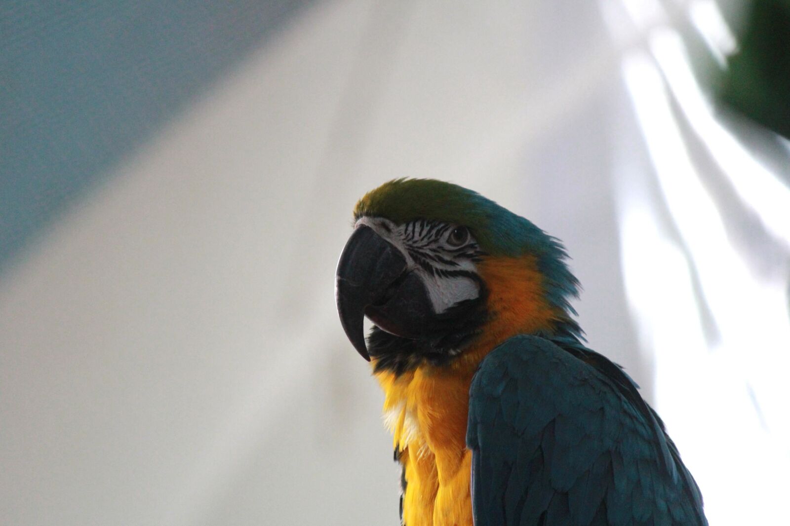 Canon EOS 600D (Rebel EOS T3i / EOS Kiss X5) + Canon EF 50mm f/1.8 sample photo. Parrot, macaw, bird, animal photography
