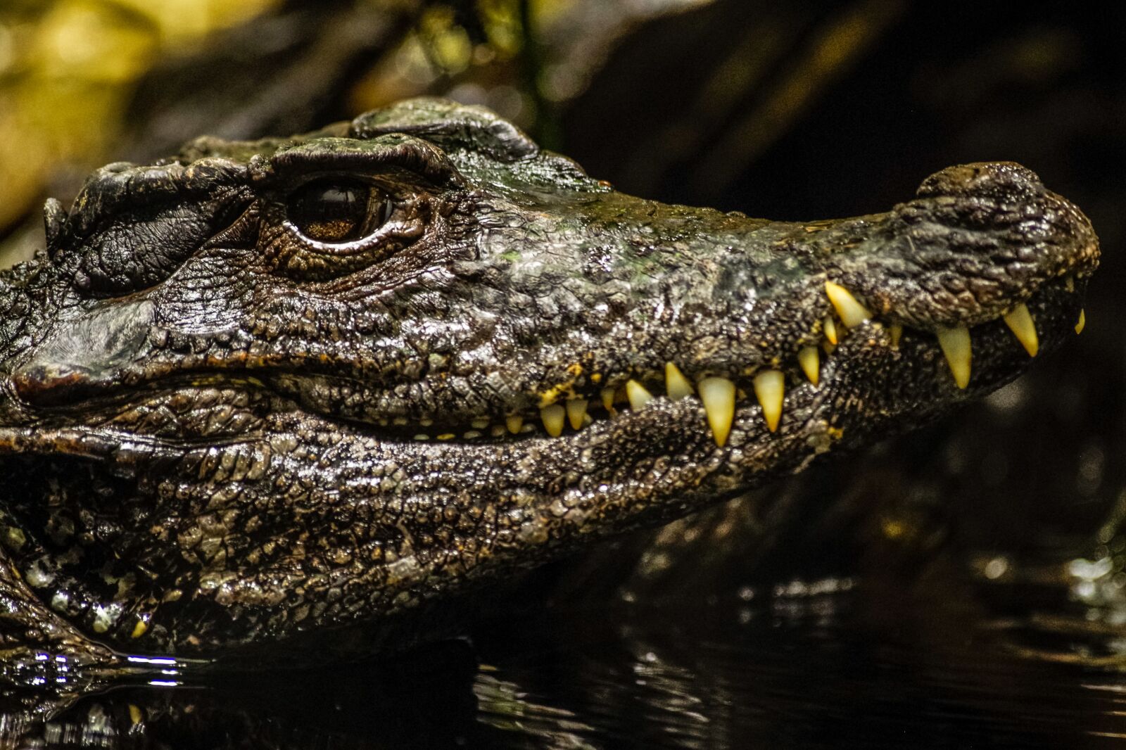 Pentax K-30 sample photo. Alligator, cayman, reptile photography
