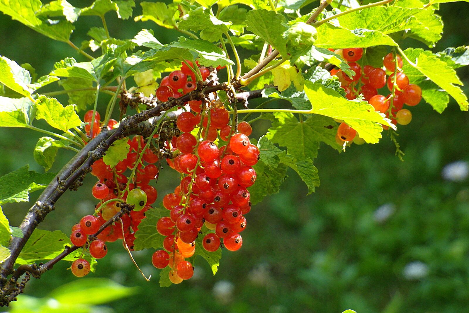 Samsung WB750 sample photo. Bush, currant, red photography
