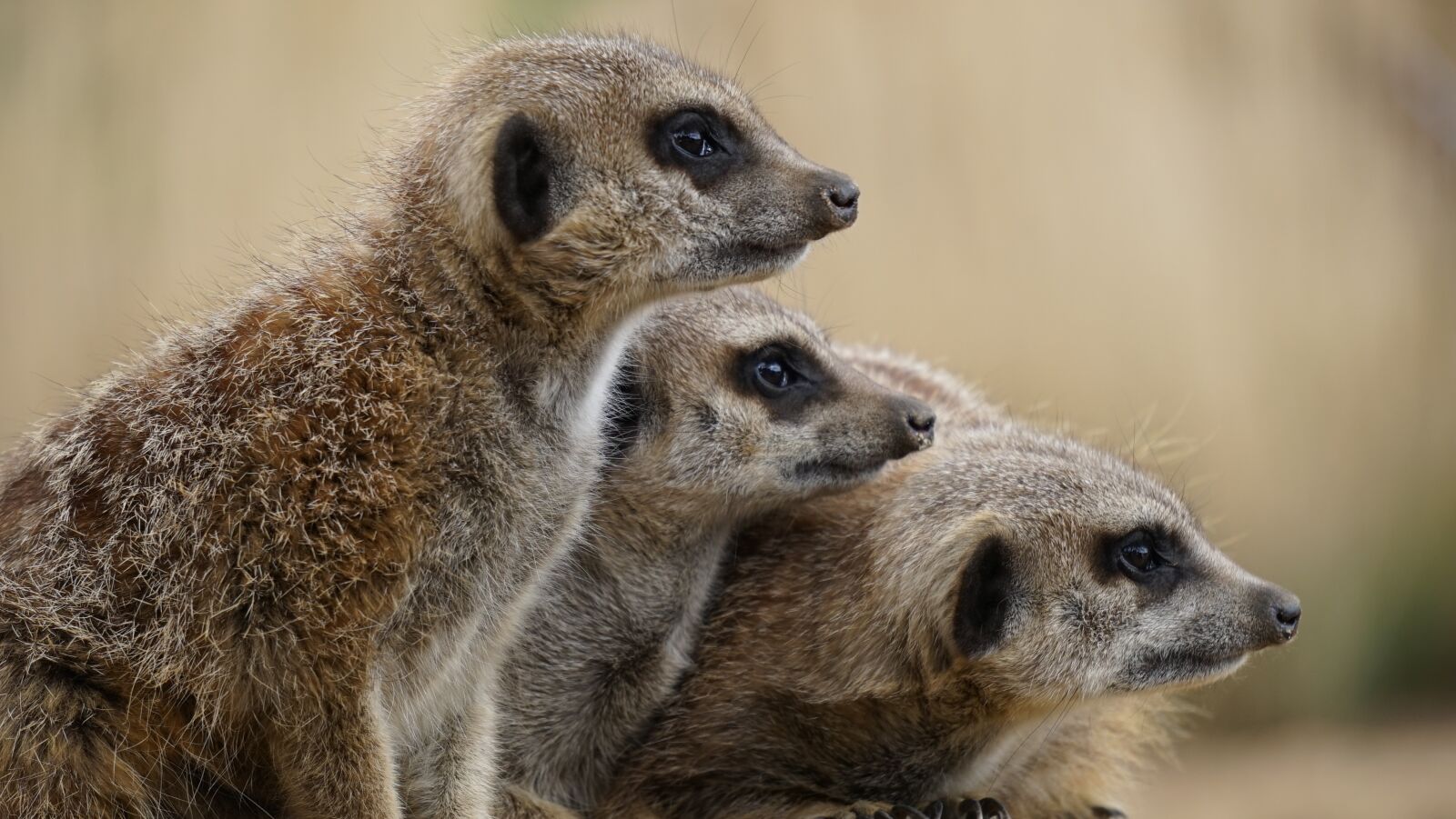 Sony MODEL-NAME sample photo. Meerkat, wild, animal photography