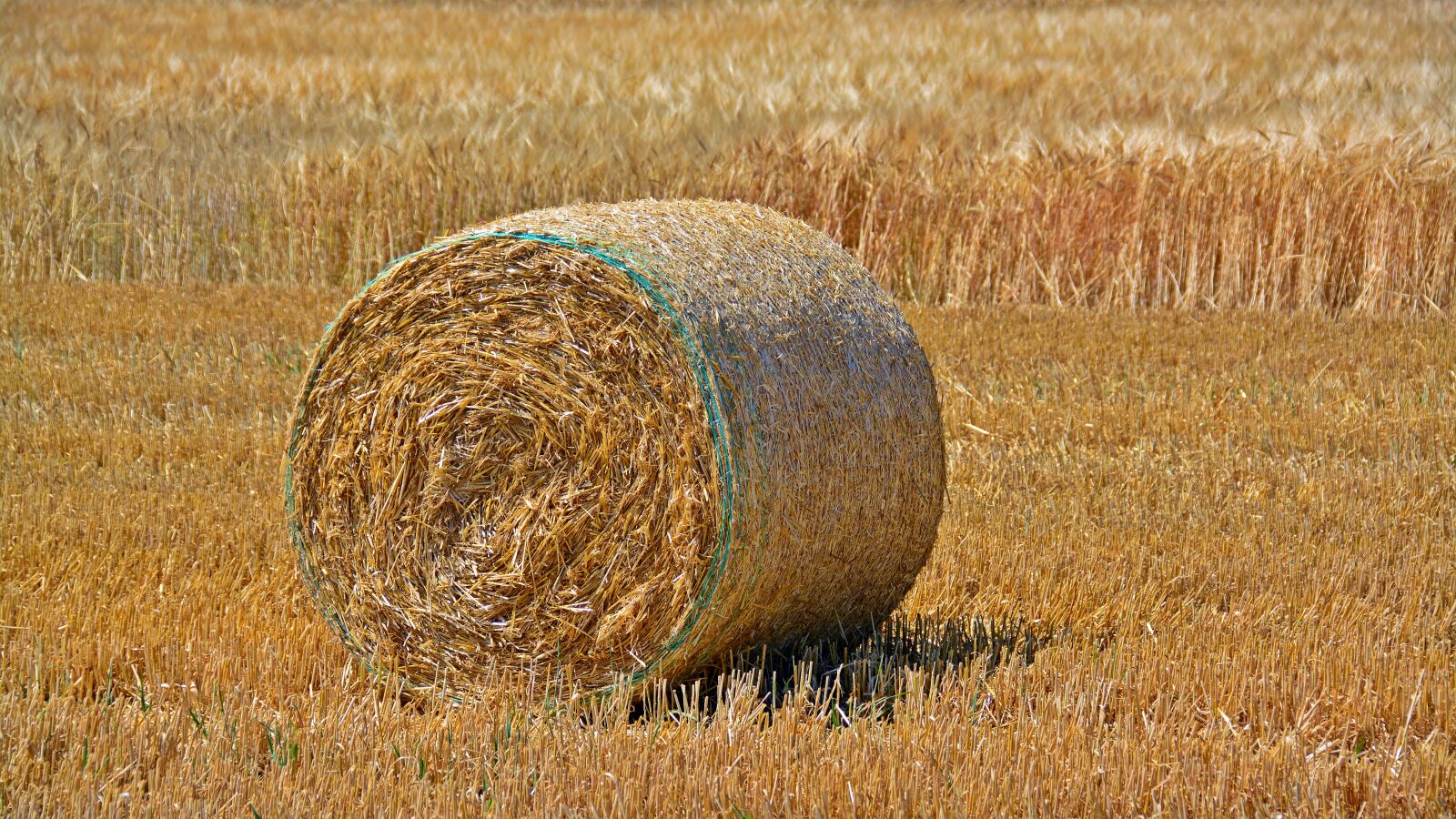 Nikon D5200 sample photo. Straw bales, cereals, barley photography