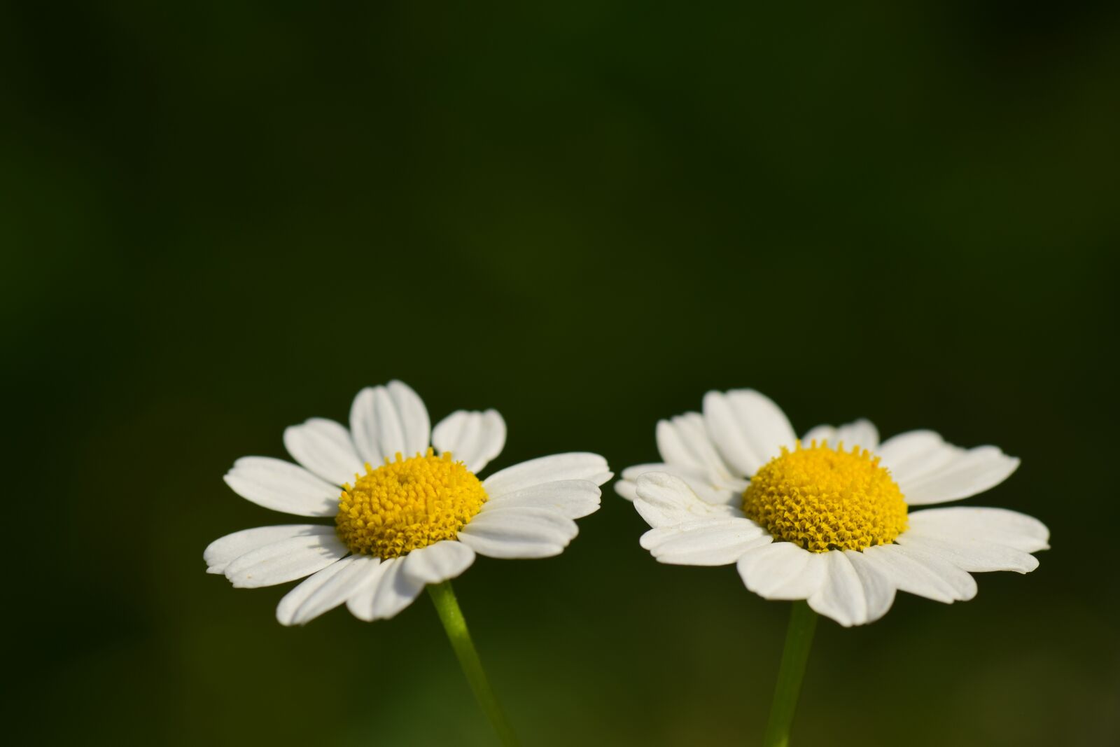 Nikon D3300 sample photo. Floral, white, small photography