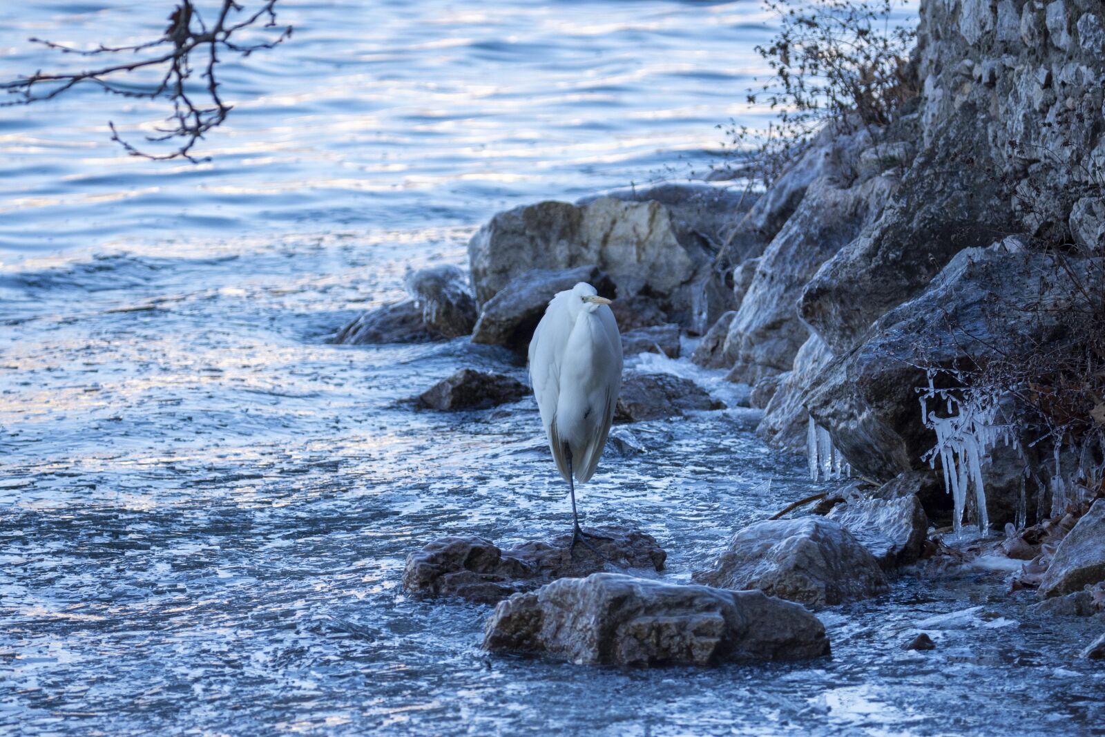 Nikon D7200 sample photo. Bird, lake, water photography