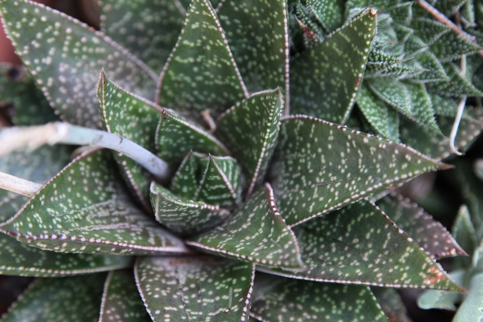 Canon EOS 5D Mark II sample photo. Leaf, flora, nature photography