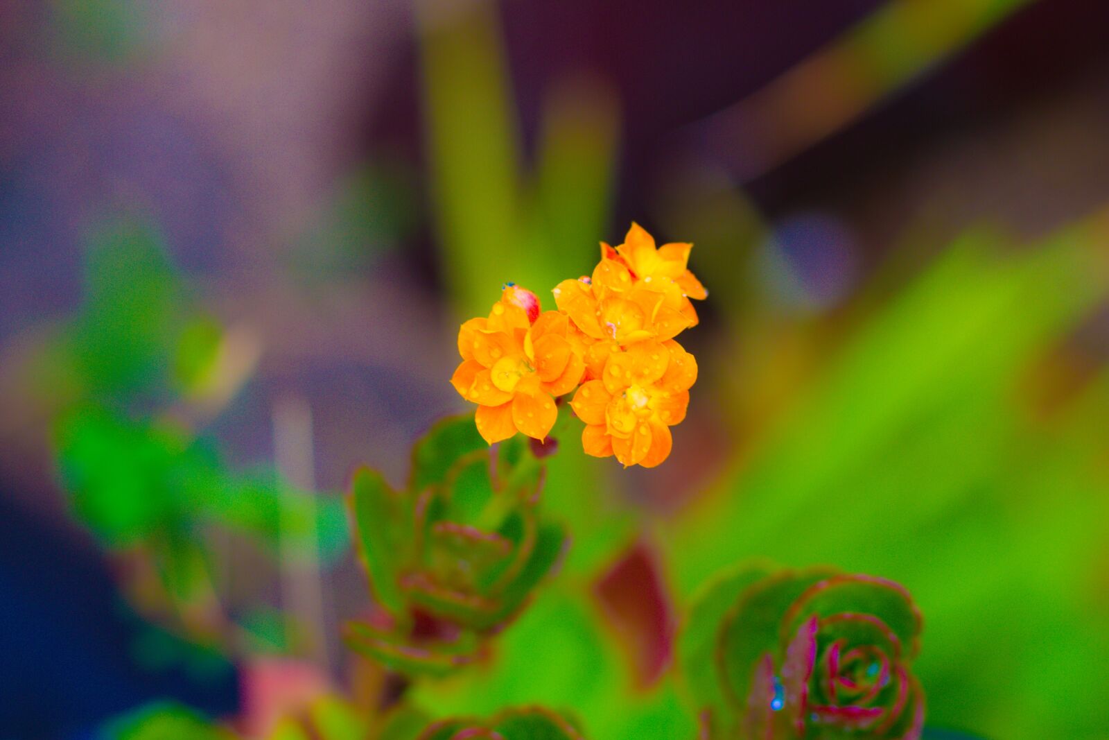 Canon EOS 700D (EOS Rebel T5i / EOS Kiss X7i) sample photo. Flowers, yellow, orange photography