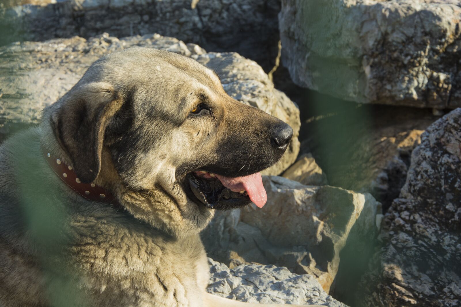 Nikon D5200 sample photo. Nature, animals, outdoor photography