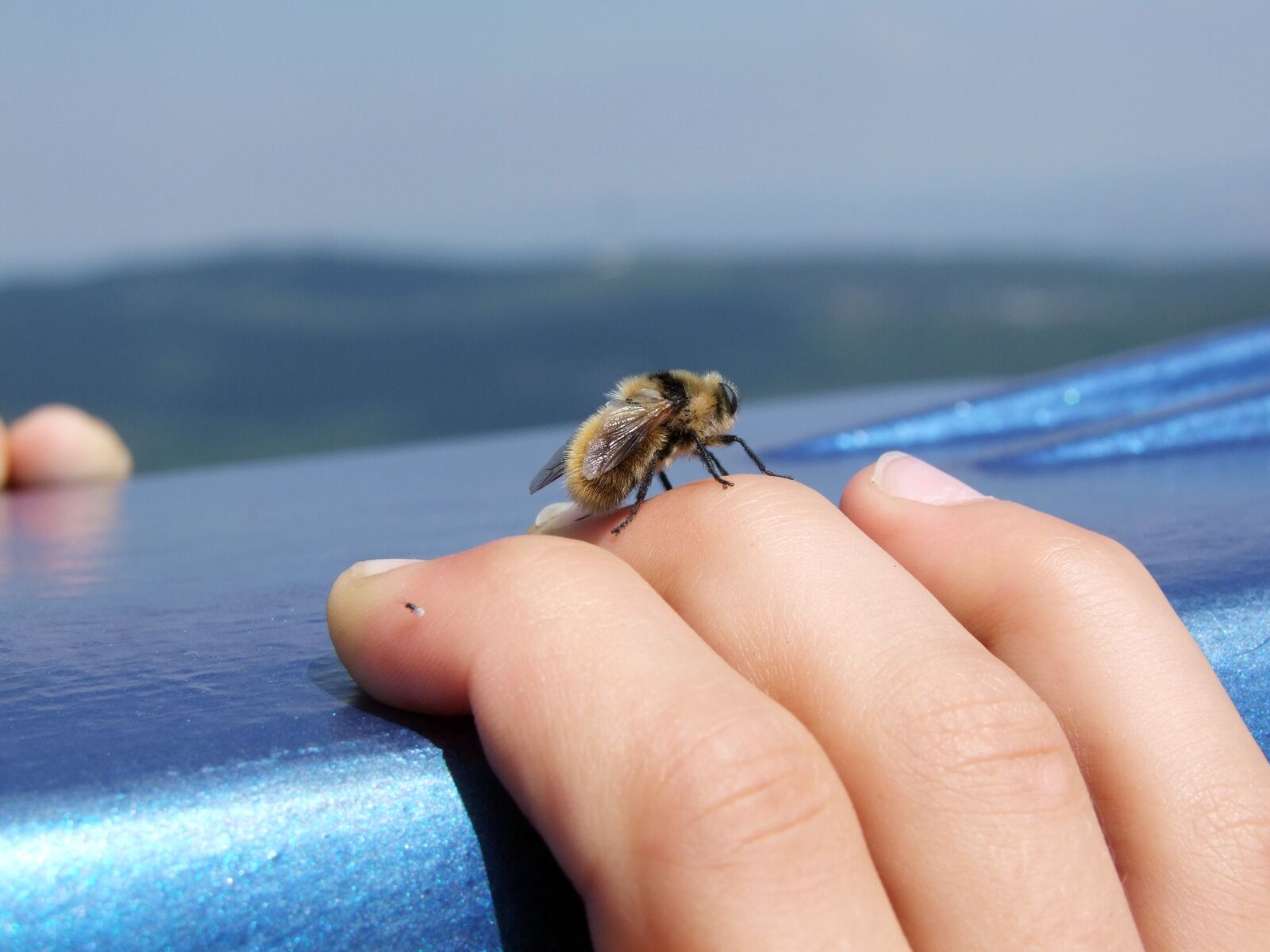 Fujifilm FinePix S100fs sample photo. Bee, hand, insect photography