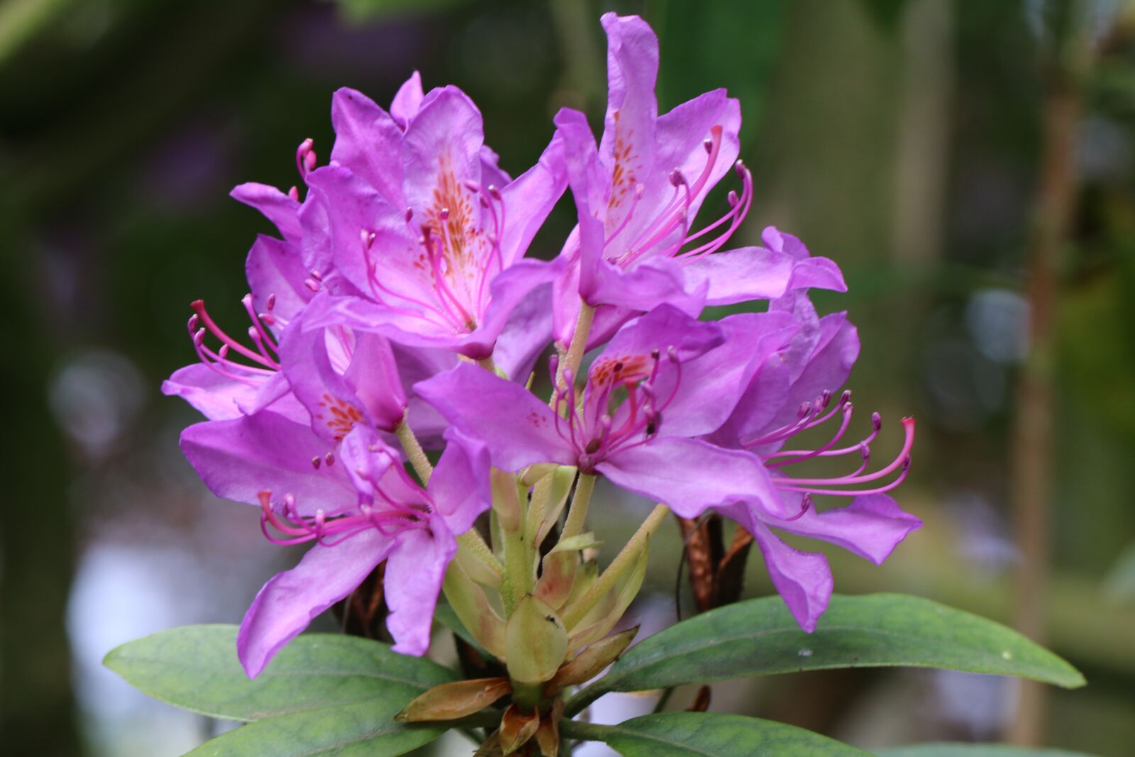 Canon EOS 70D + Canon EF 100mm F2.8L Macro IS USM sample photo. Rhododendron, lilac, spring photography