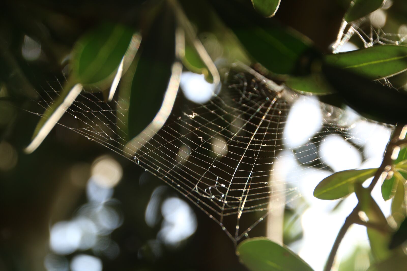 Canon EOS 70D sample photo. Cobweb, green, tree photography