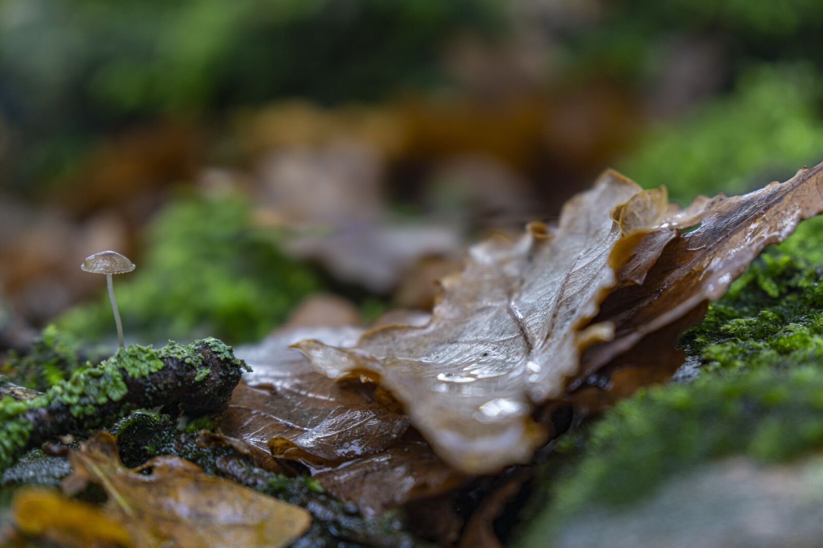 Sony a6000 + Sony Vario-Tessar T* E 16-70mm F4 ZA OSS sample photo. Autumn, forest, mushroom photography