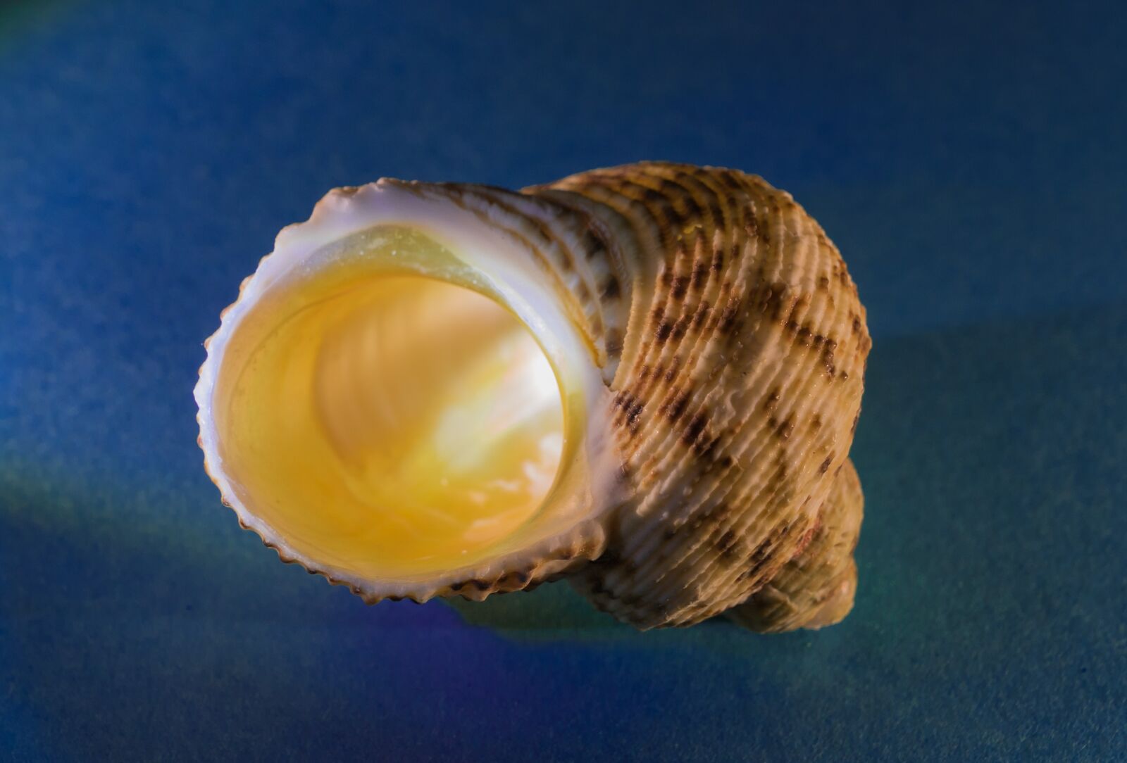 Sony ILCA-77M2 sample photo. Nature, seashell, yellow photography