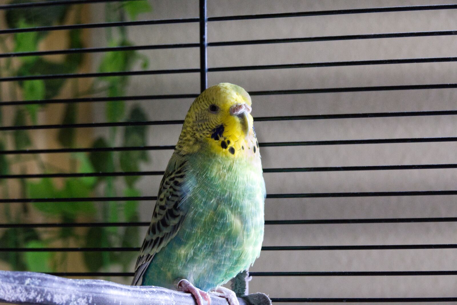 Panasonic Lumix DMC-FZ1000 sample photo. Budgie, animals, parakeet photography