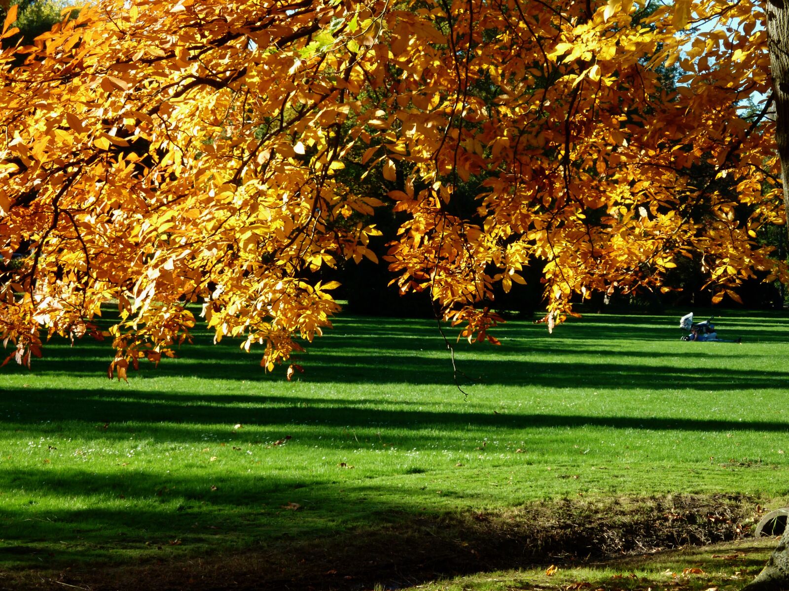 Panasonic DMC-TZ7 sample photo. Autumn, autumn mood, golden photography