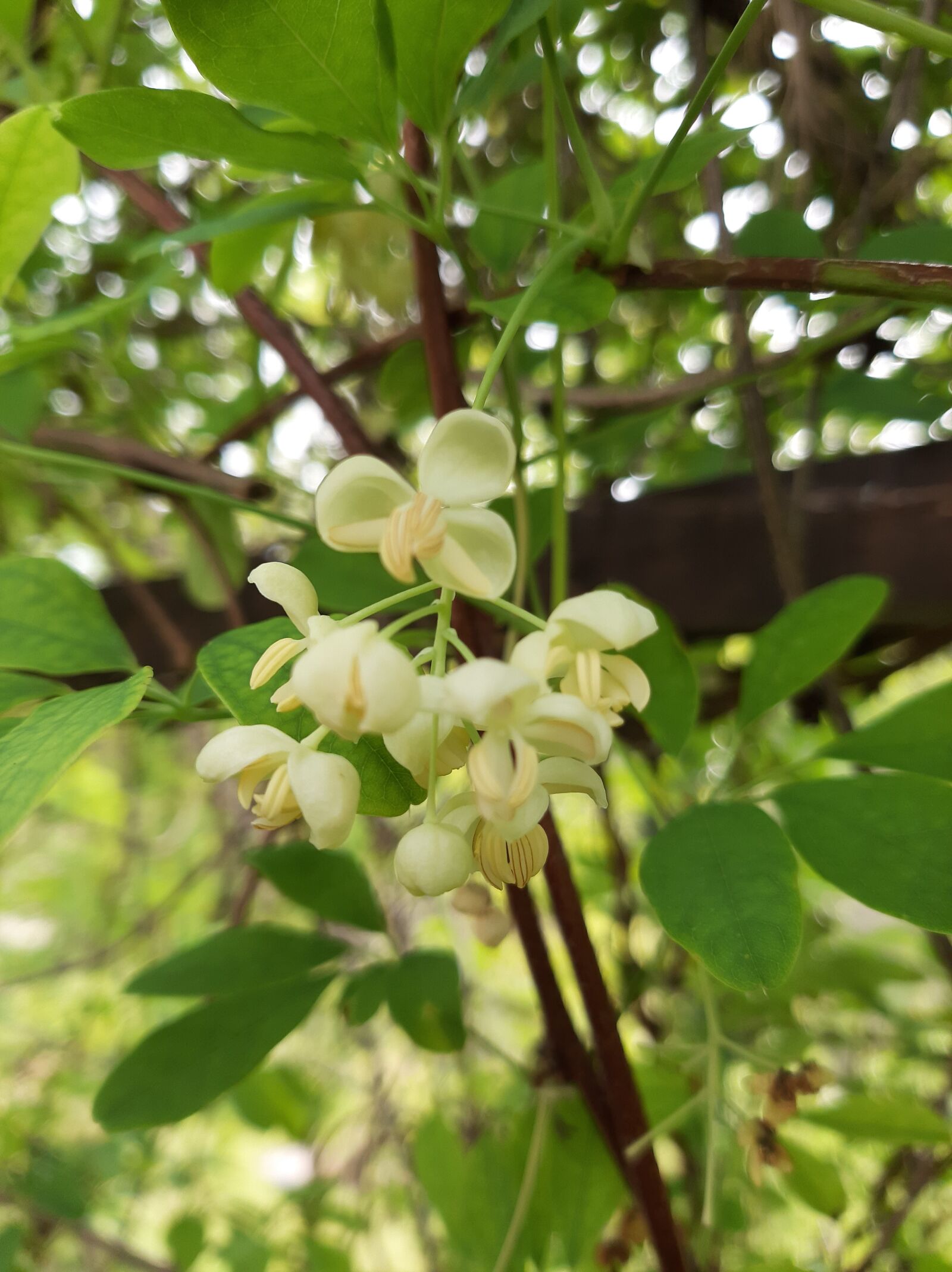 Samsung Galaxy A50 sample photo. Akebia, bloom, yellow photography