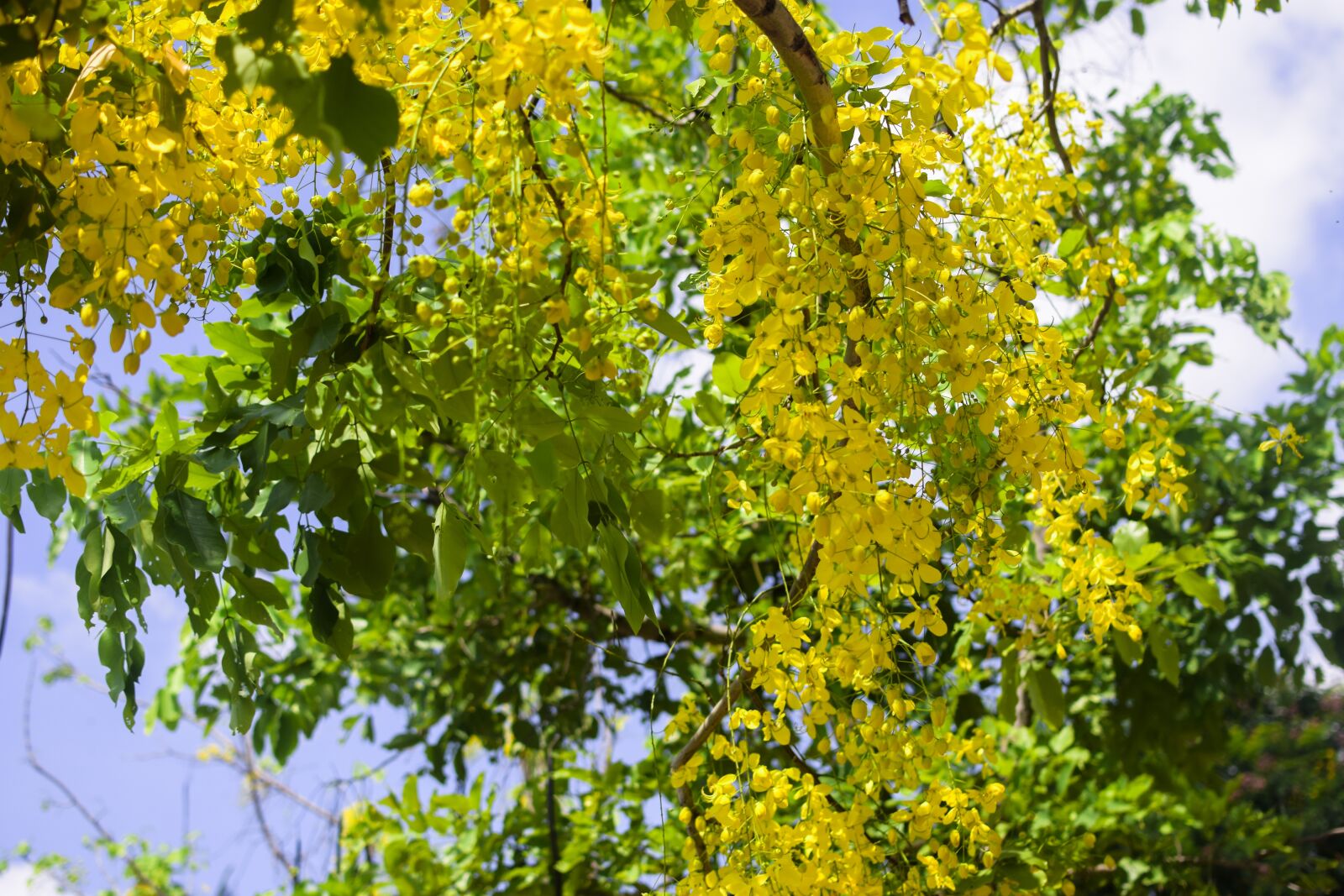Nikon D3400 sample photo. Vietnam, yellow flower, tree photography