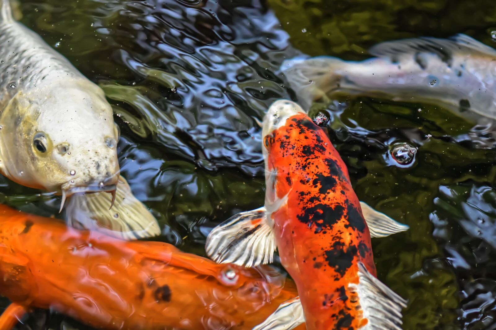 Nikon D7200 sample photo. Koi, pond, fish photography