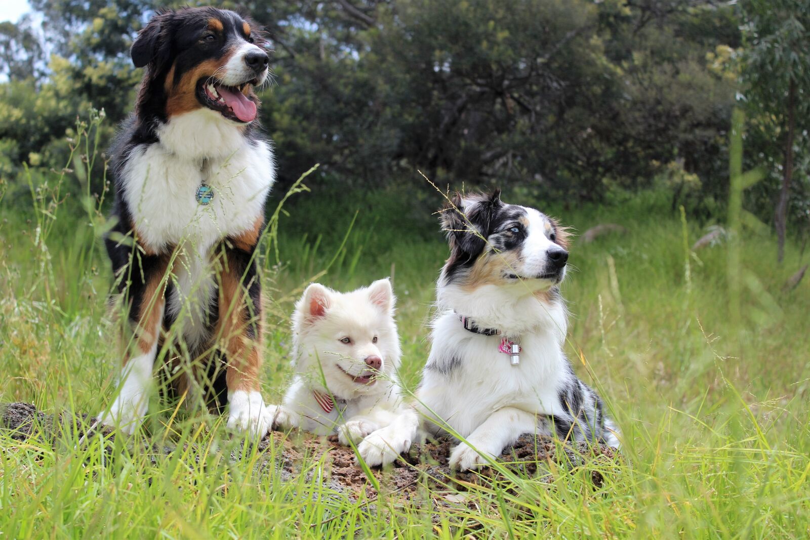 Canon EOS 1200D (EOS Rebel T5 / EOS Kiss X70 / EOS Hi) sample photo. Dogs, puppies, watching photography