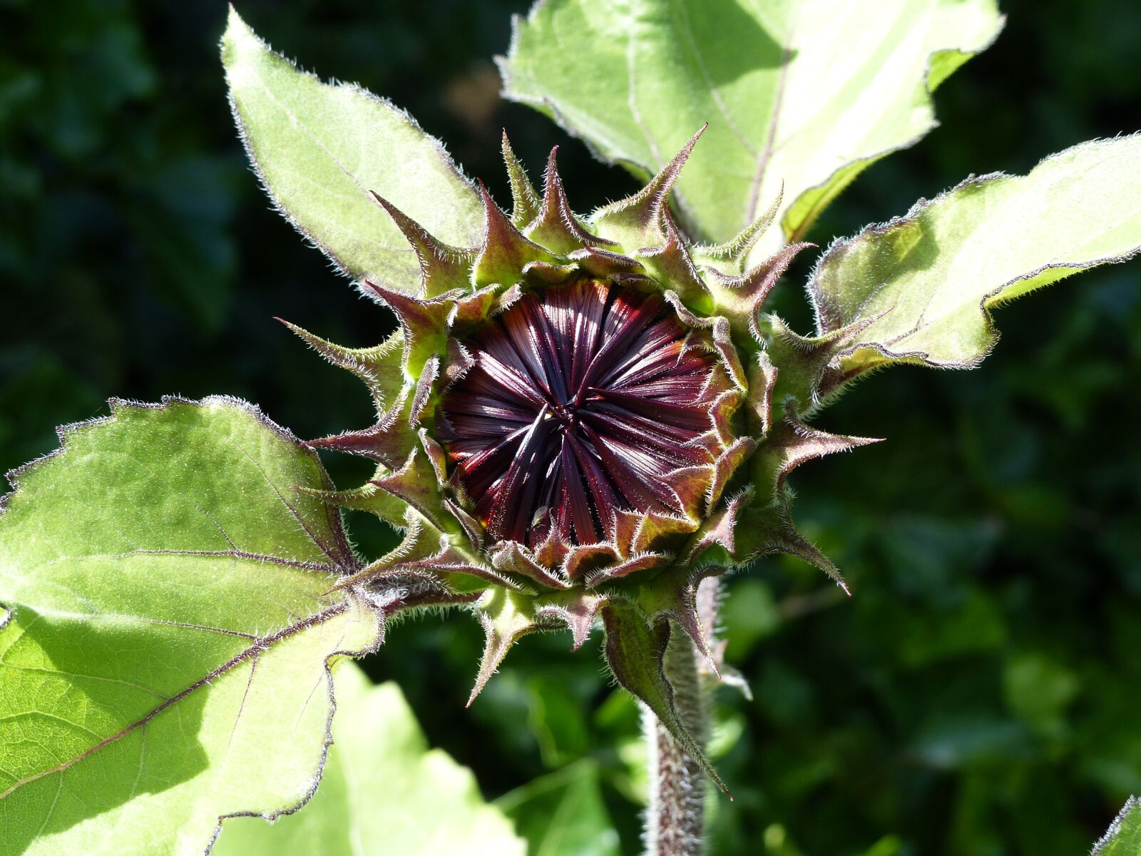 Panasonic Lumix DMC-FZ200 sample photo. Bud, sunflower, sunflower bud photography