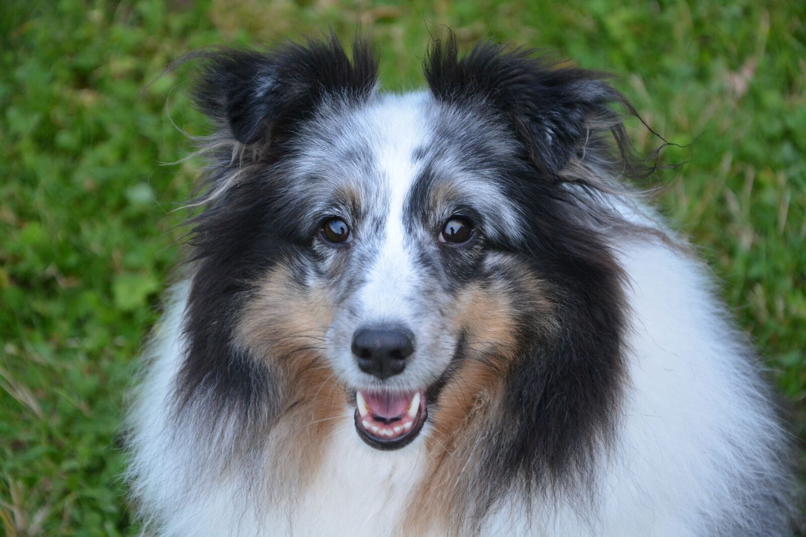 Nikon D5200 sample photo. Dog, bitch, dog berger photography