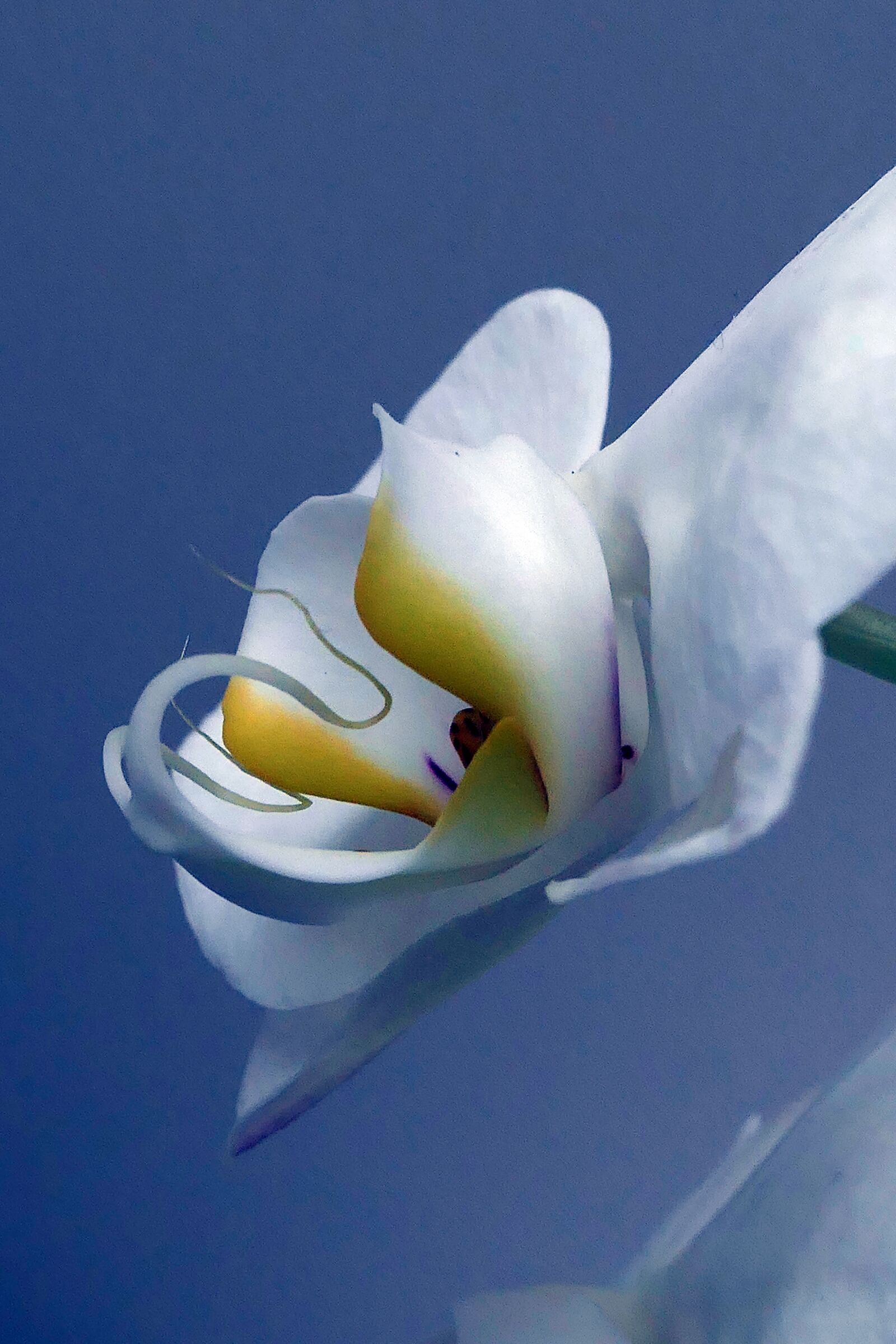 Panasonic Lumix DMC-LX10 (Lumix DMC-LX15) sample photo. Orchid, blossom, bloom photography