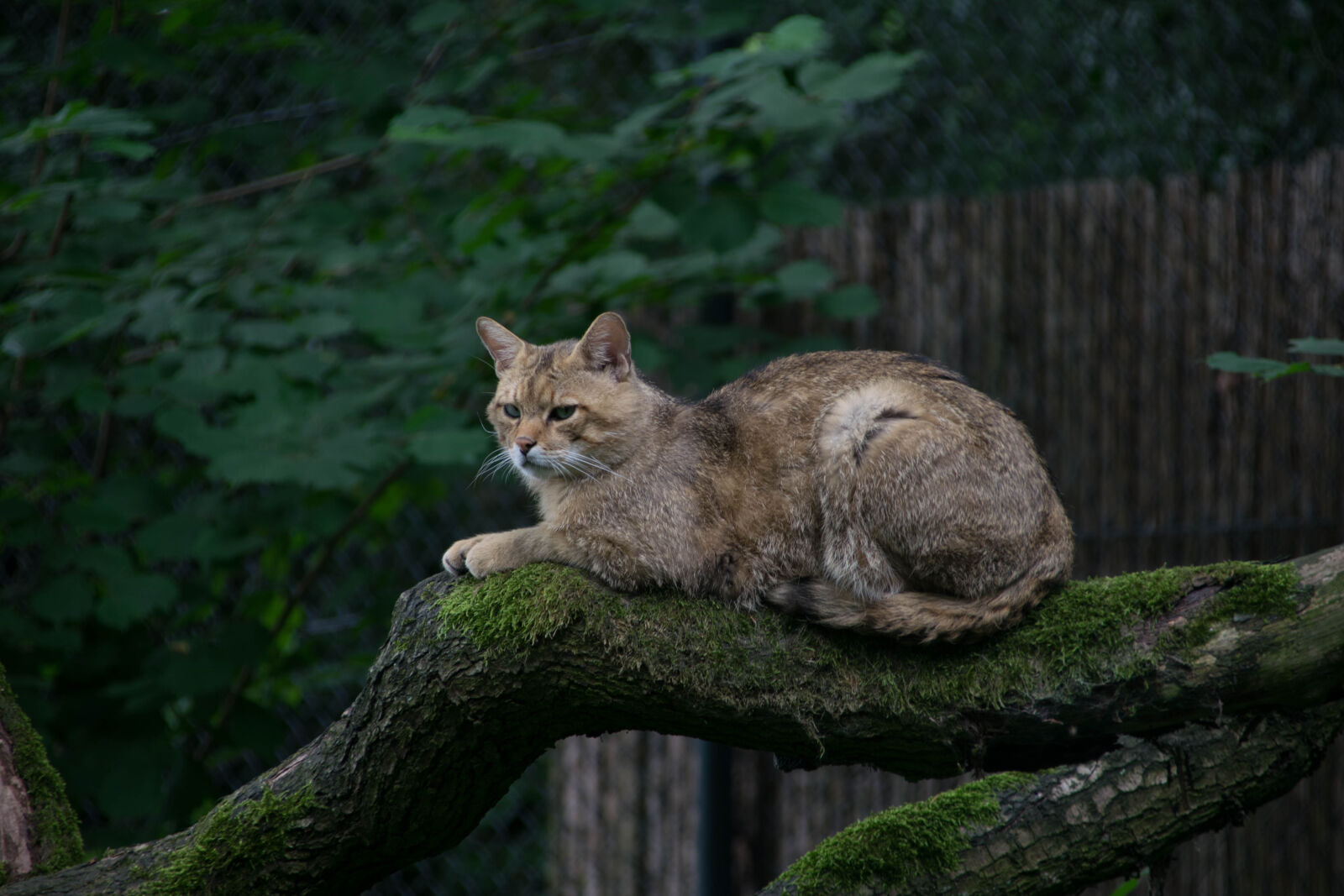 Nikon D3300 sample photo. Cat photography
