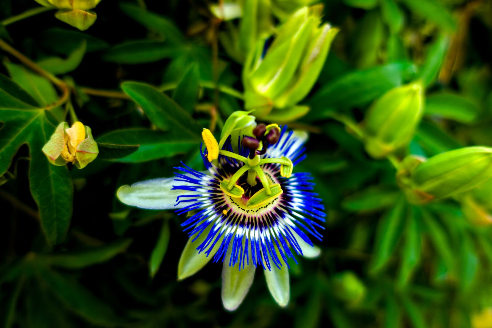 Sony DSC-RX100M5A sample photo. Flower, passion, color photography