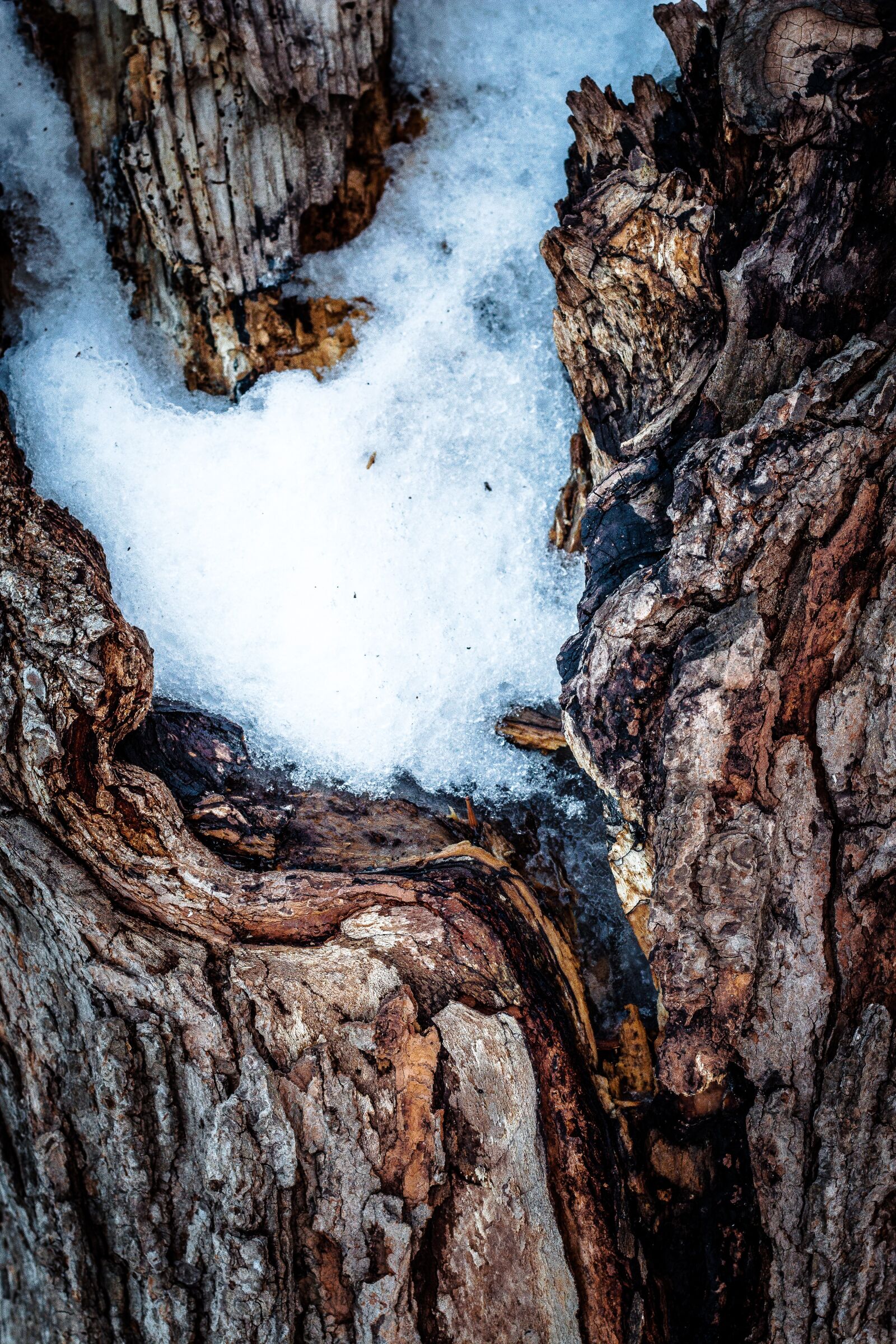 Canon EOS 70D + Canon EF 50mm F1.8 STM sample photo. Tree, macro shot, snow photography