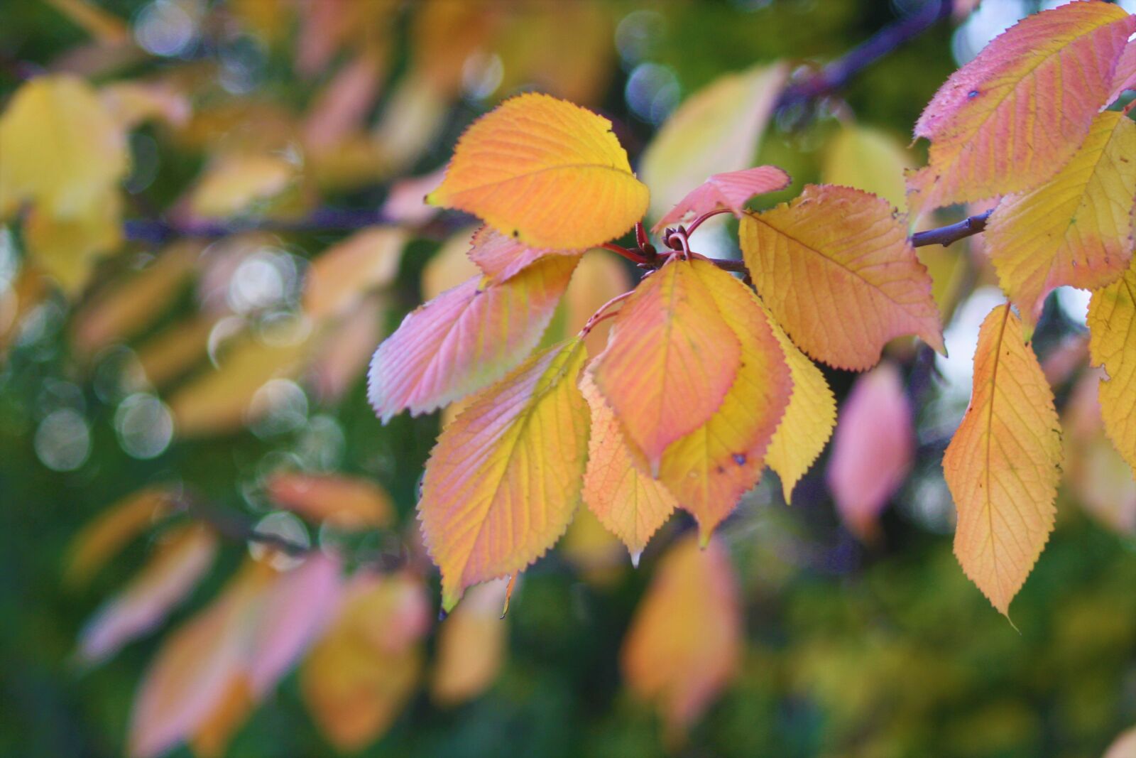 Canon EOS 1000D (EOS Digital Rebel XS / EOS Kiss F) sample photo. Autumn, autumn colours, walk photography