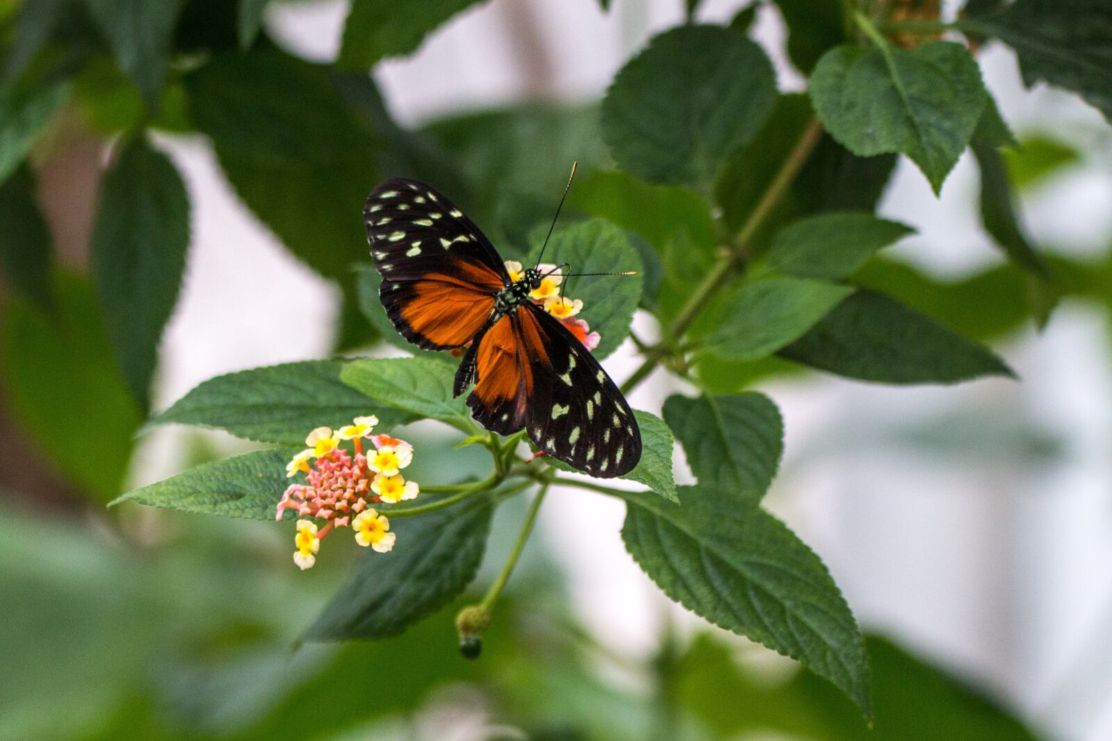150-600mm F5-6.3 DG OS HSM | Contemporary 015 sample photo. Heliconius hecale, golden hecale photography