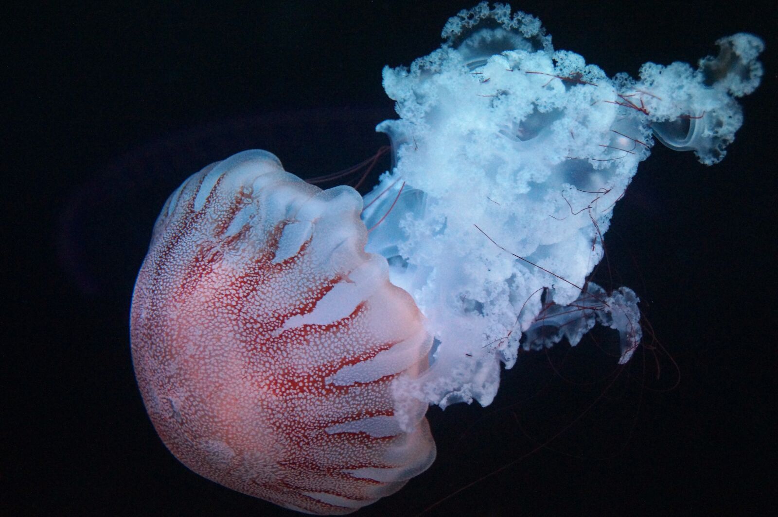 Sony SLT-A58 sample photo. Jellyfish, marine, creature photography