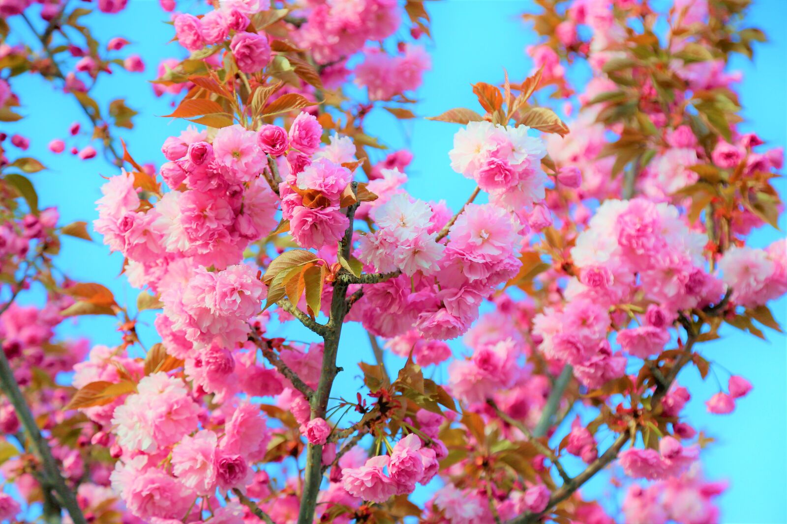 Canon EOS 5D Mark III sample photo. Japanese cherry tree, flower photography