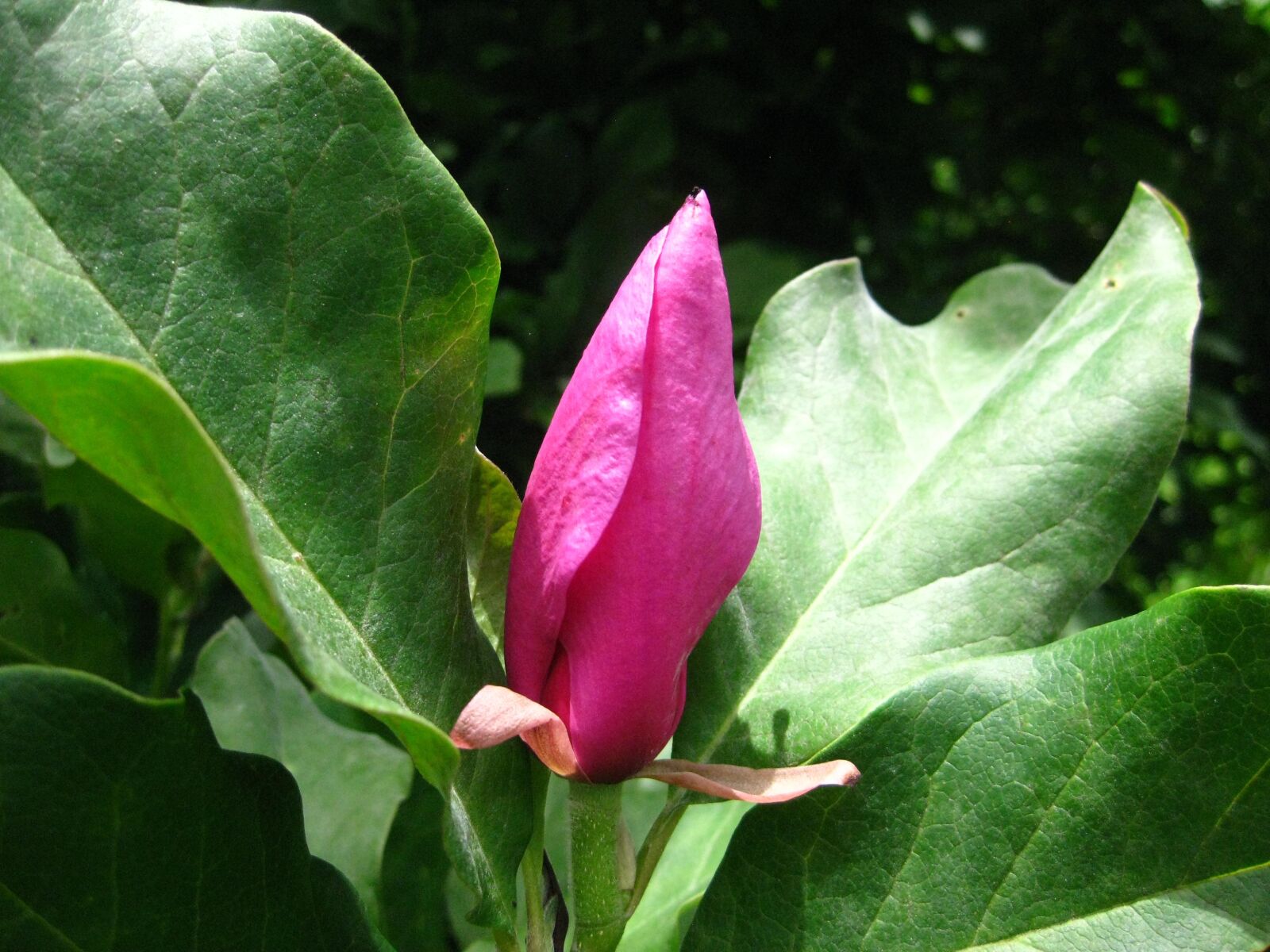 Canon PowerShot SD1100 IS (Digital IXUS 80 IS / IXY Digital 20 IS) sample photo. Magnolia, blossom, pink photography