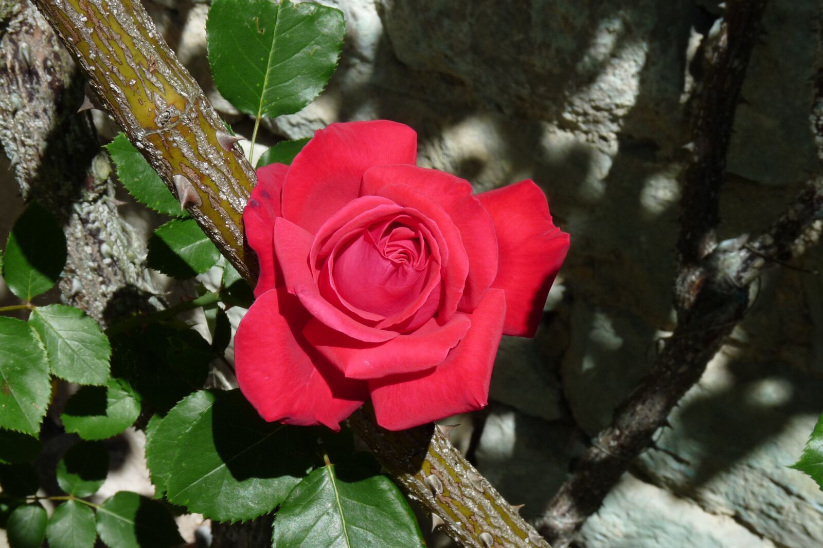 Panasonic Lumix DMC-FZ28 sample photo. Rose, thorn, wall photography