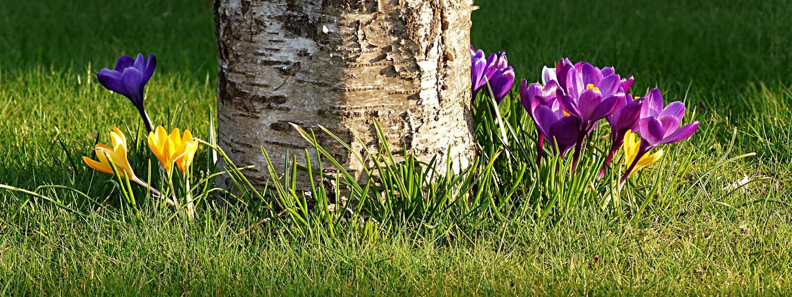 Panasonic Lumix DMC-FZ200 sample photo. Flower, crocus, early bloomer photography