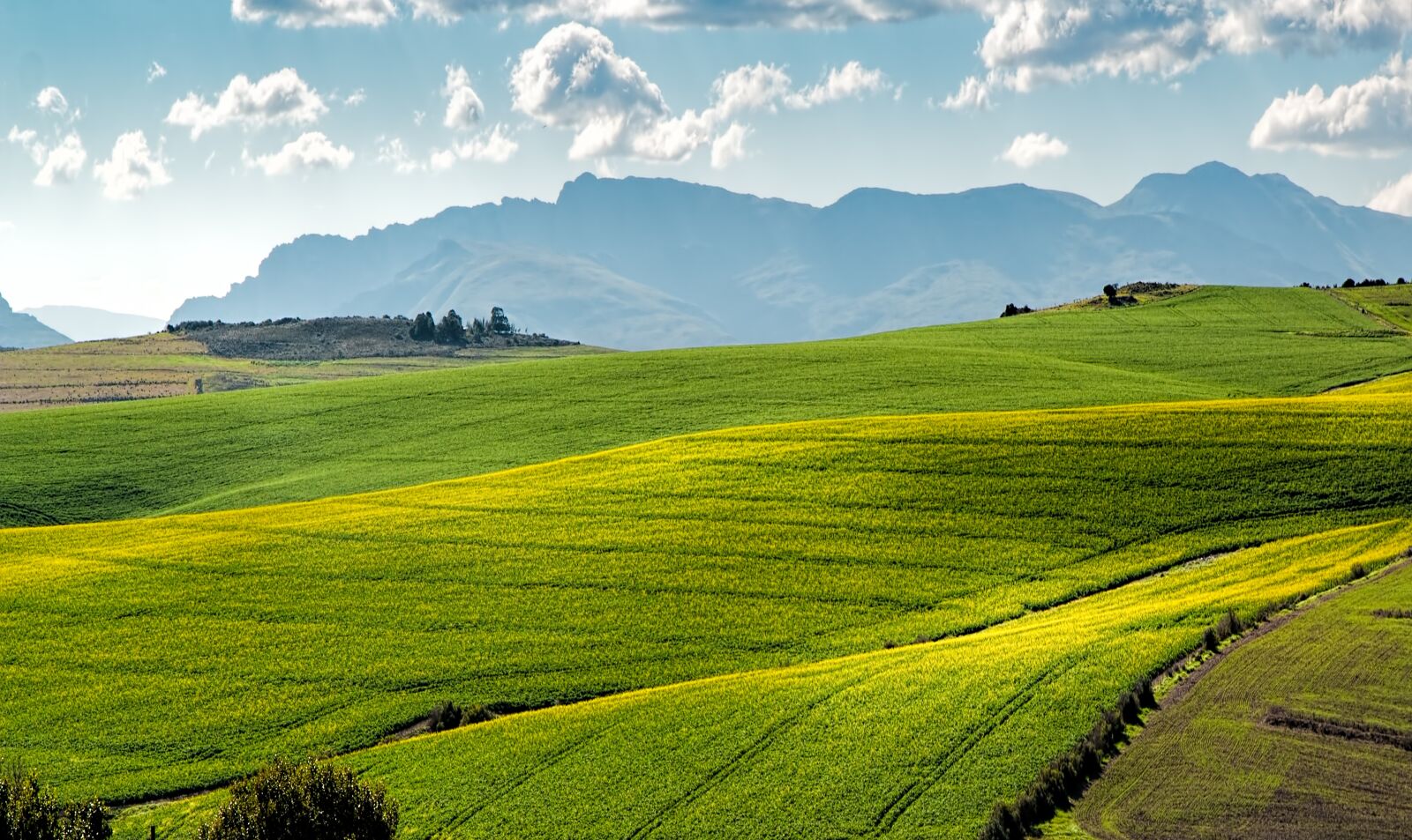 Canon EOS 70D sample photo. Canola fields, green, rolling photography