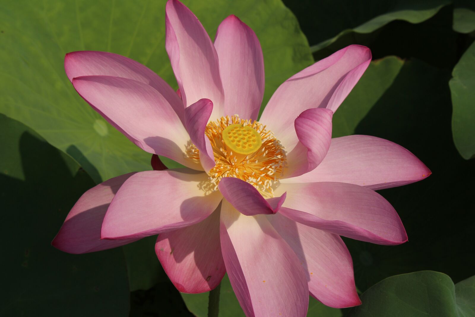 Canon EOS 700D (EOS Rebel T5i / EOS Kiss X7i) sample photo. Lotus, close-up, pink photography