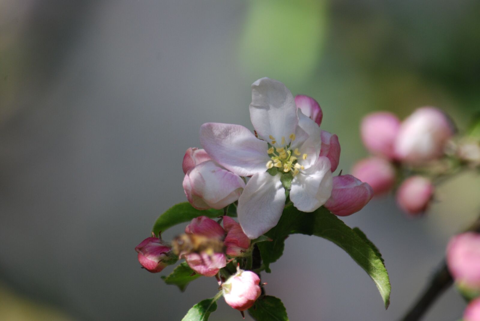 Nikon D60 sample photo. Apple, flower, nature photography