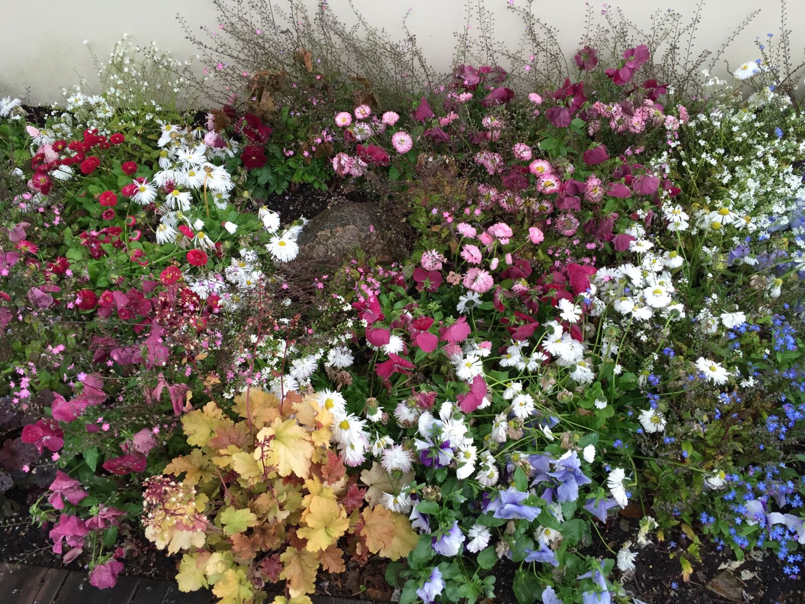 Apple iPhone 6 sample photo. Flowers, floral splendor, summer photography