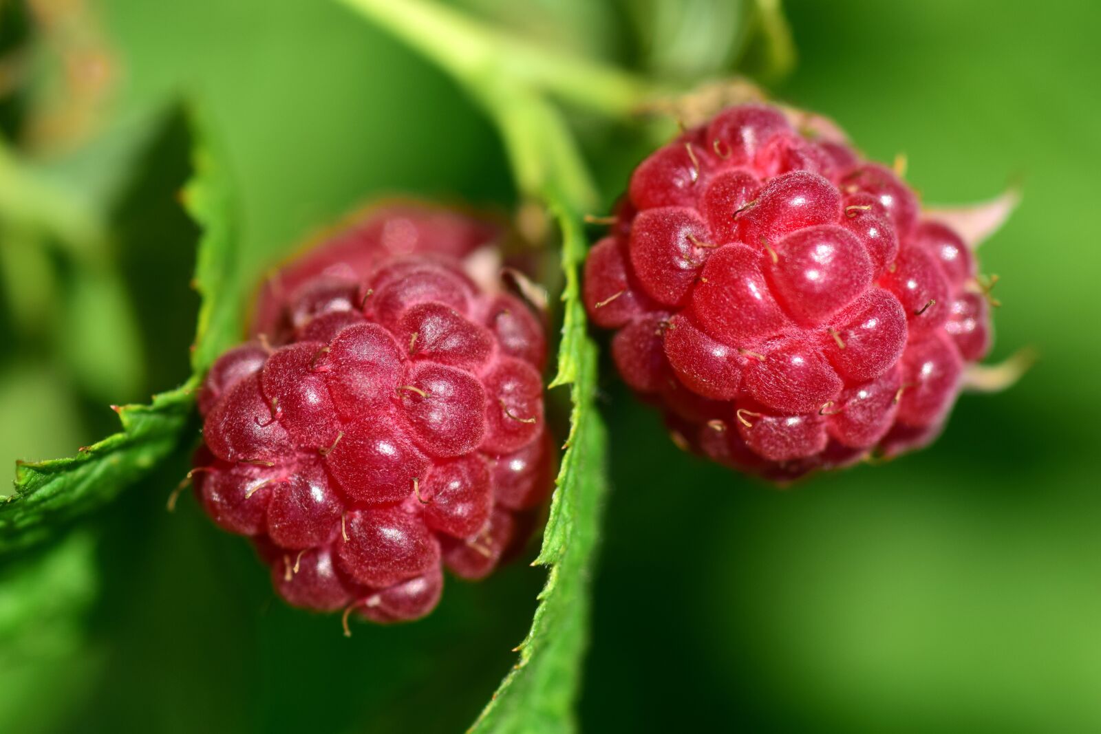 Nikon D3300 sample photo. Raspberries, ripe, immature photography