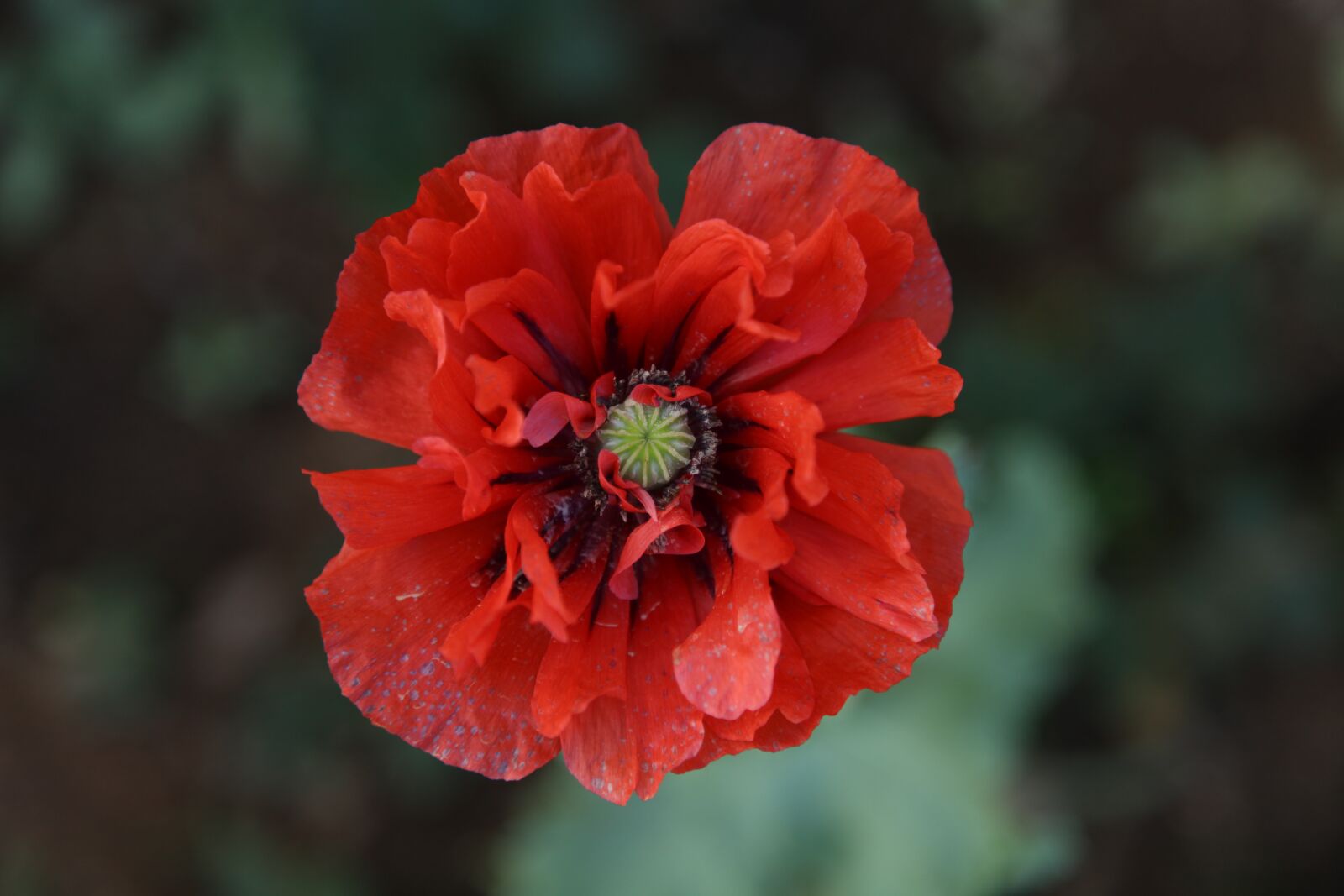 Canon EOS 5D Mark II sample photo. Red, flower, poppy photography