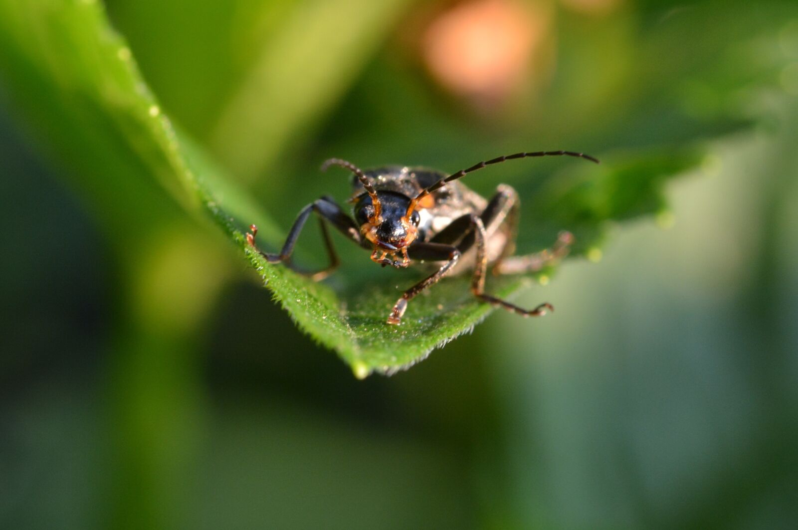 Nikon D5200 sample photo. Beetle, close up, insect photography