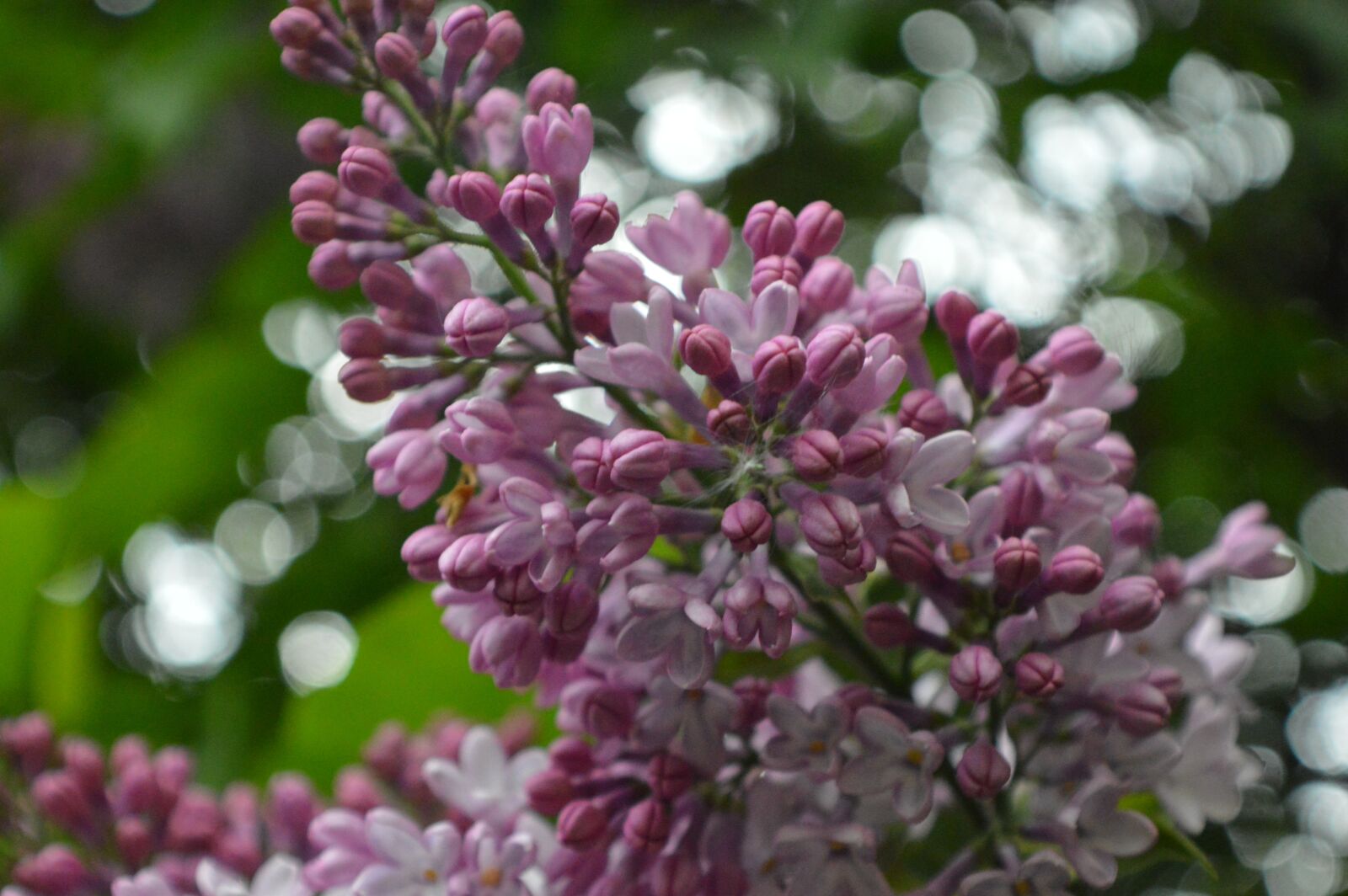 Nikon D3200 sample photo. Lilac, spring photography