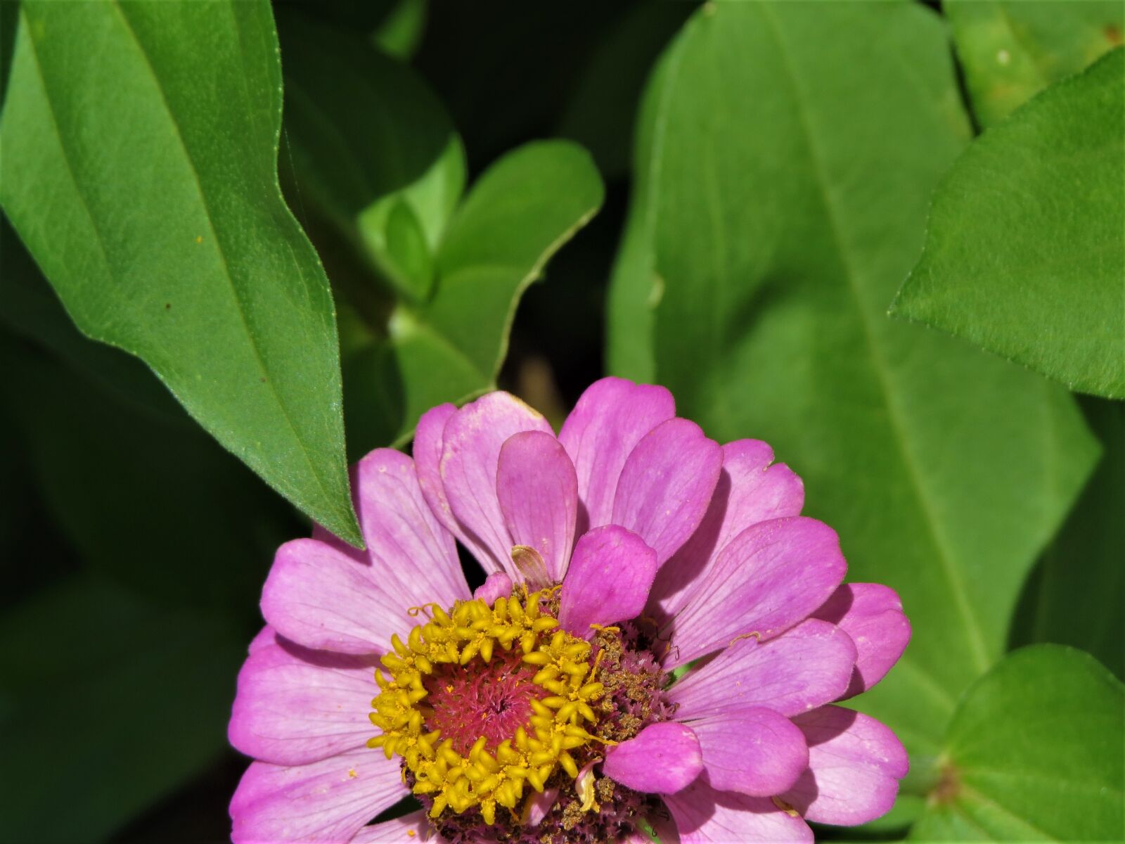 Canon PowerShot SX50 HS sample photo. Flower, bloom, pink photography